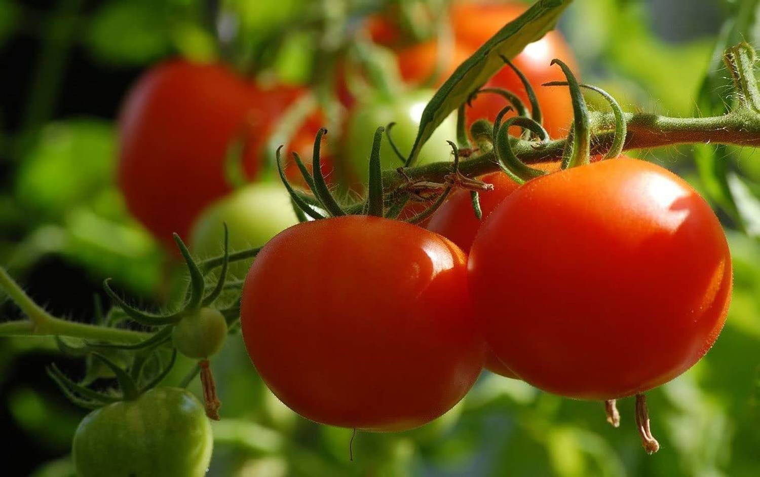 ENINE Organic Red Tomato Plant Seeds Tamatar Beej 230 Seeds Pack