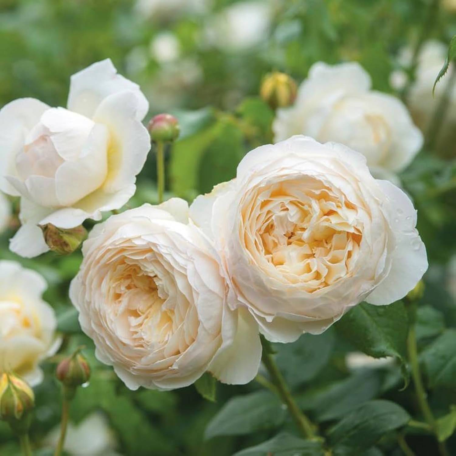 LIFELEX Shoes Elegant Climbing Rose Flower Seed Price in India