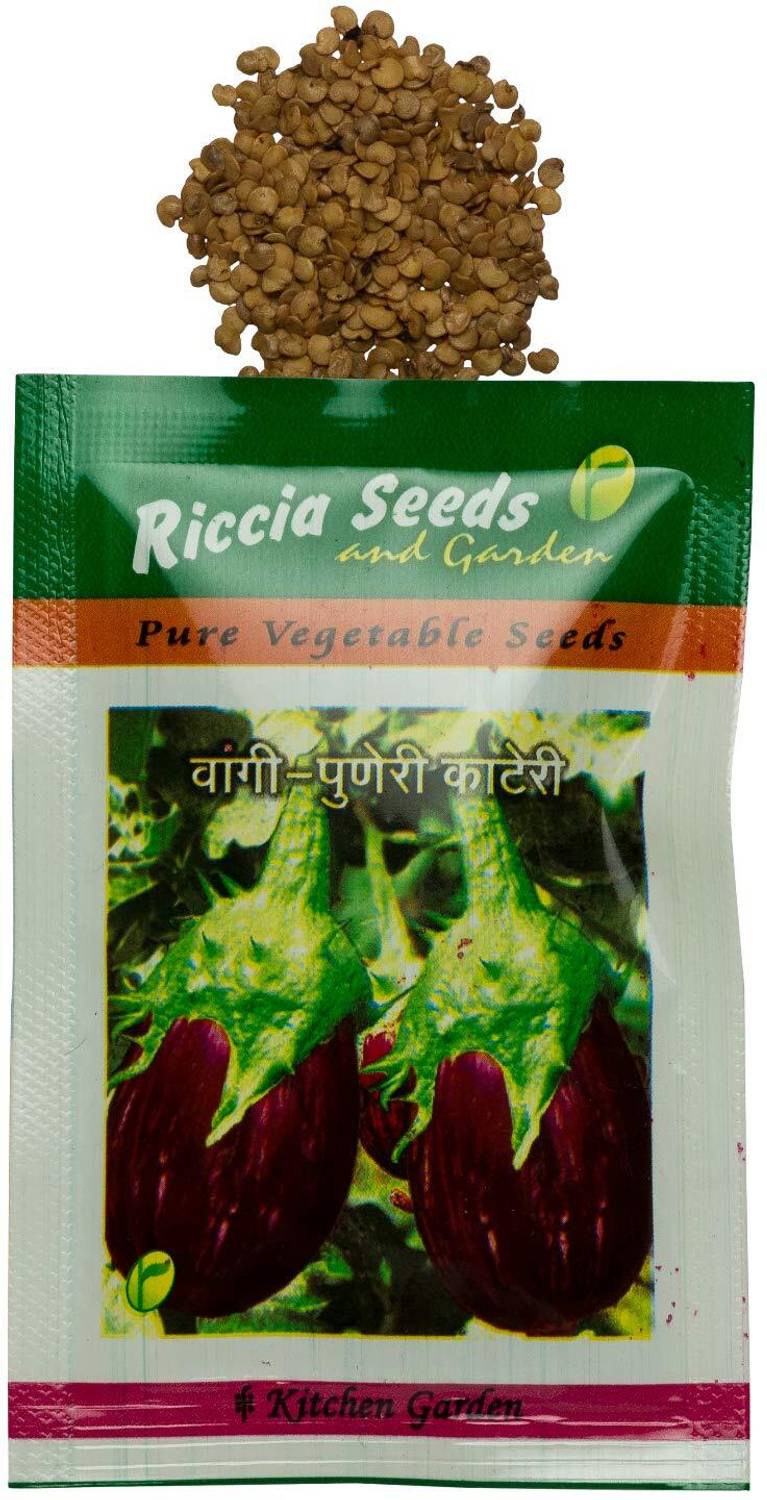 【最終値下】SEED主役セット KNESSiN Brinjal Non-GMO-{800 Seeds} Seed Price in India - Buy