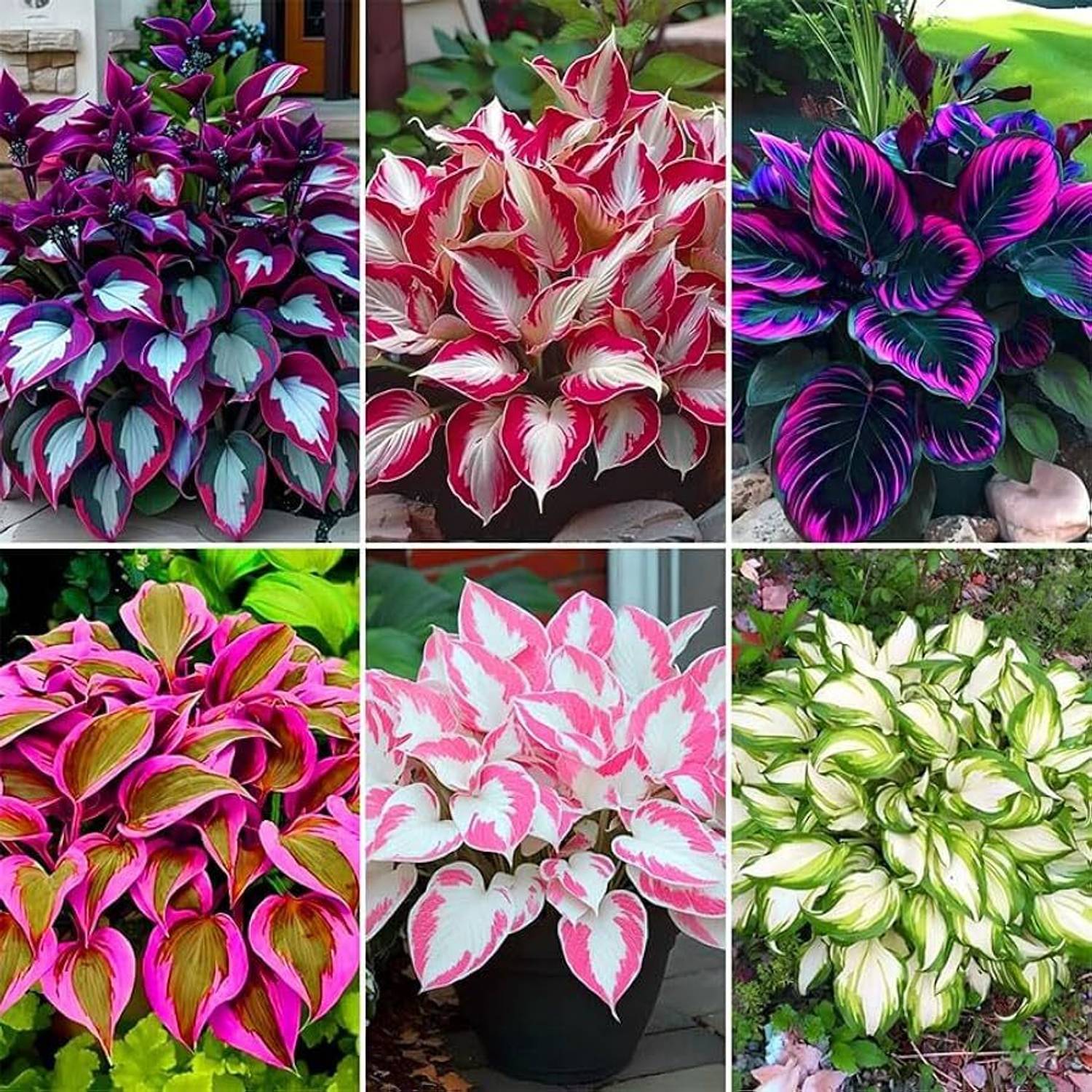 AVRAJIT Hosta mix flower,Plantain Lily,Giboshi,Perennial hosta,Shade plant ,Heirloom Seed