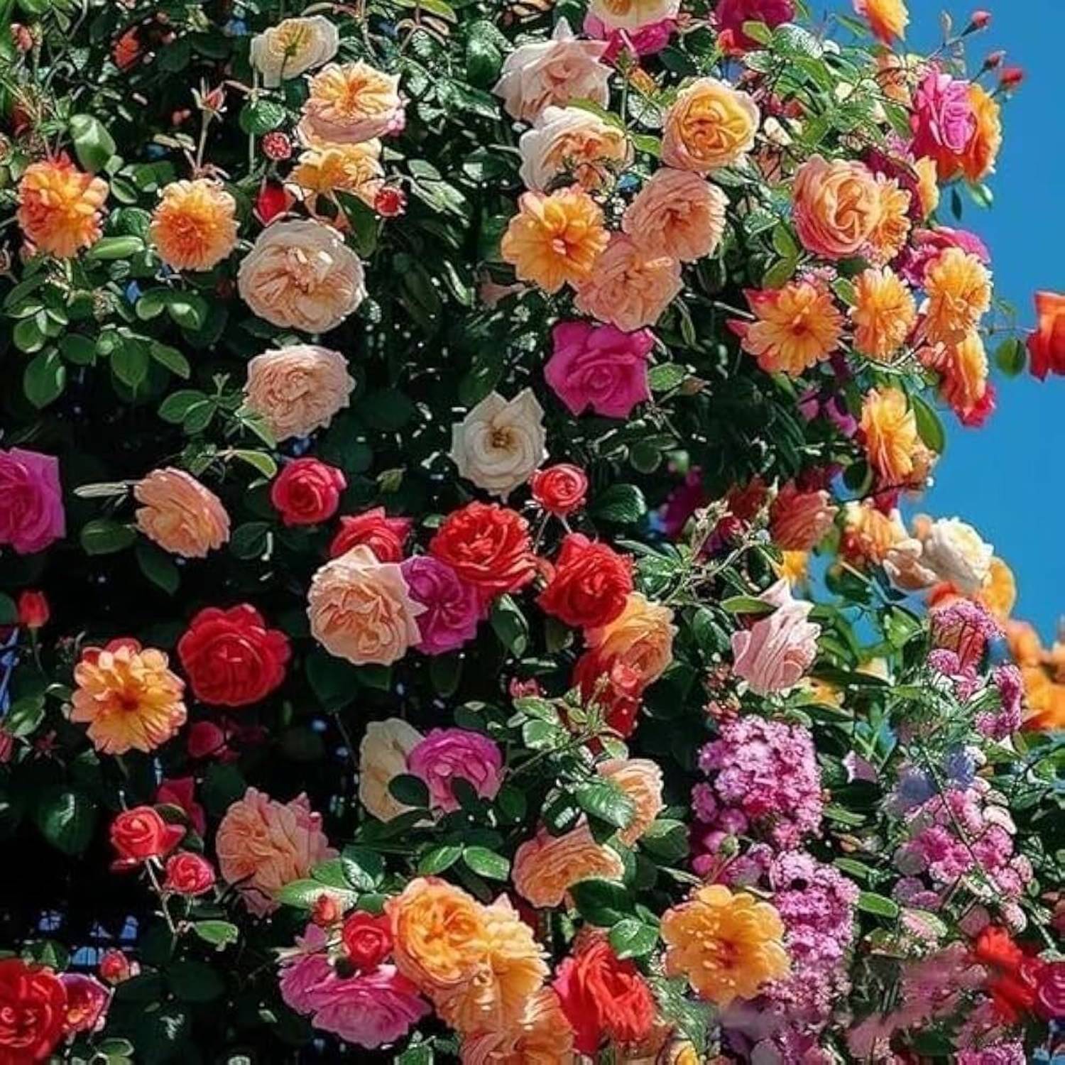 12-climbing-rose-99-lifelex-