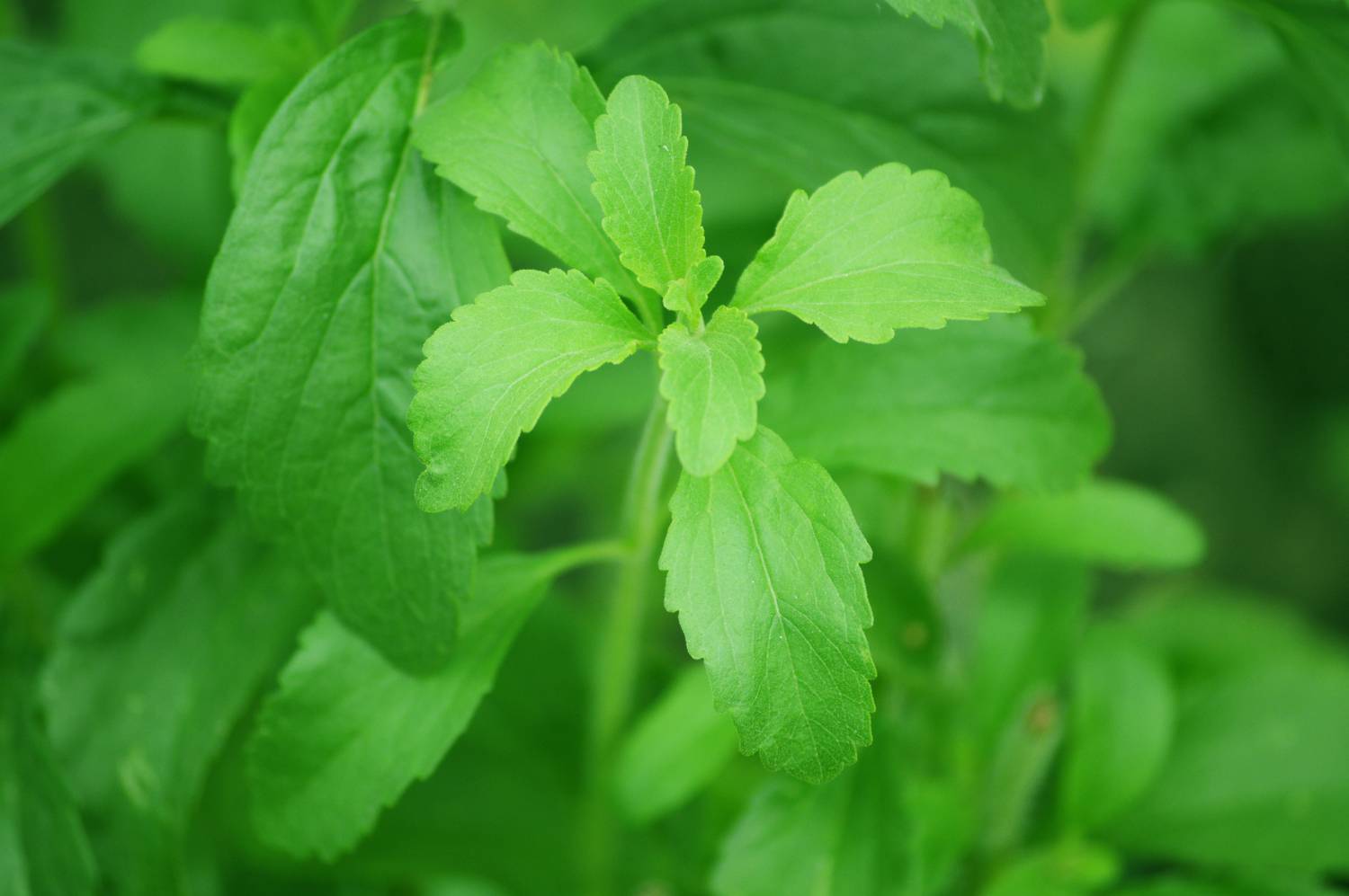 BJUBAS Stevia sugar free plant seeds Pack of 31 Seed