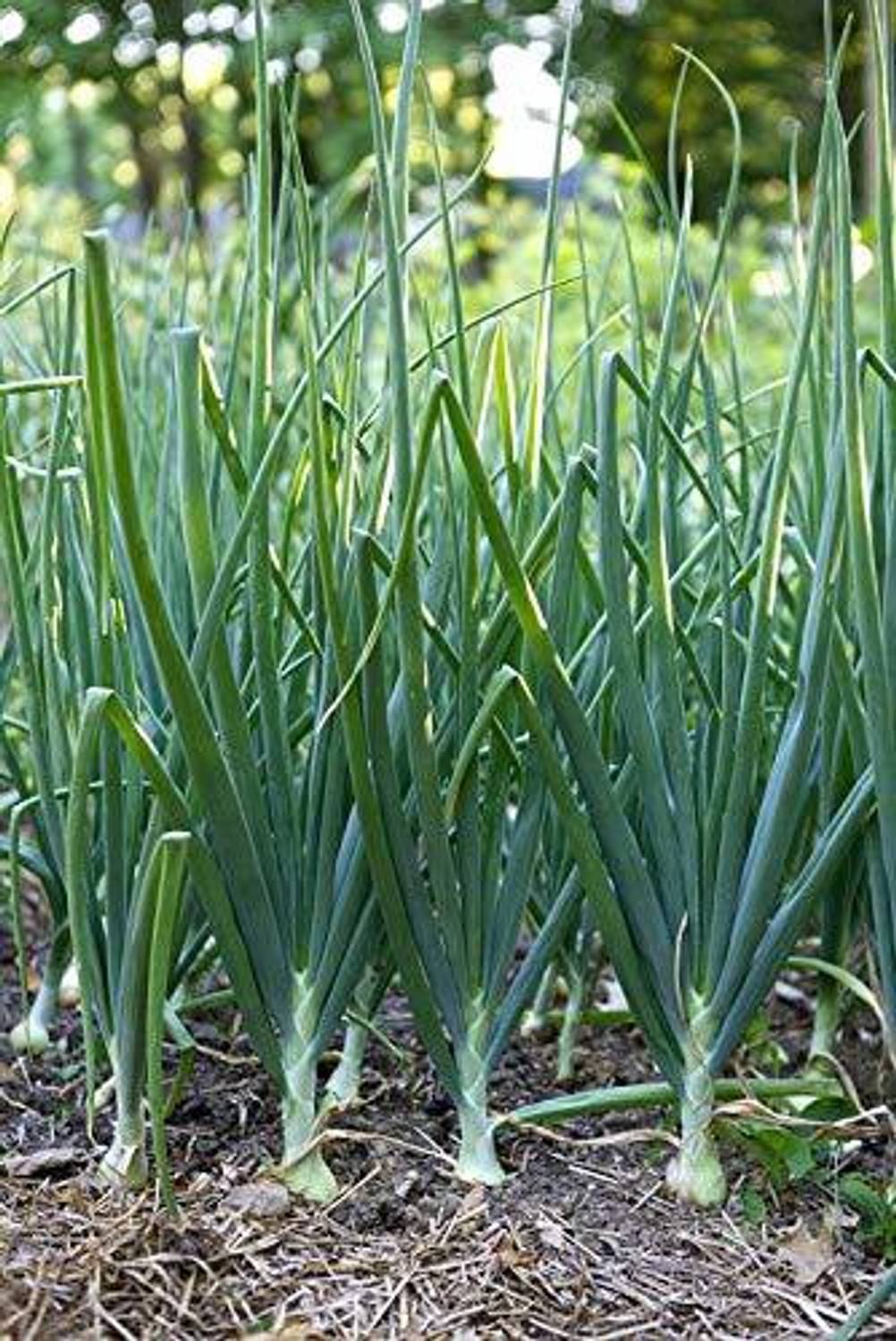 KANAYA Onion Red Kanda Vegetable Seed Price in India - Buy KANAYA