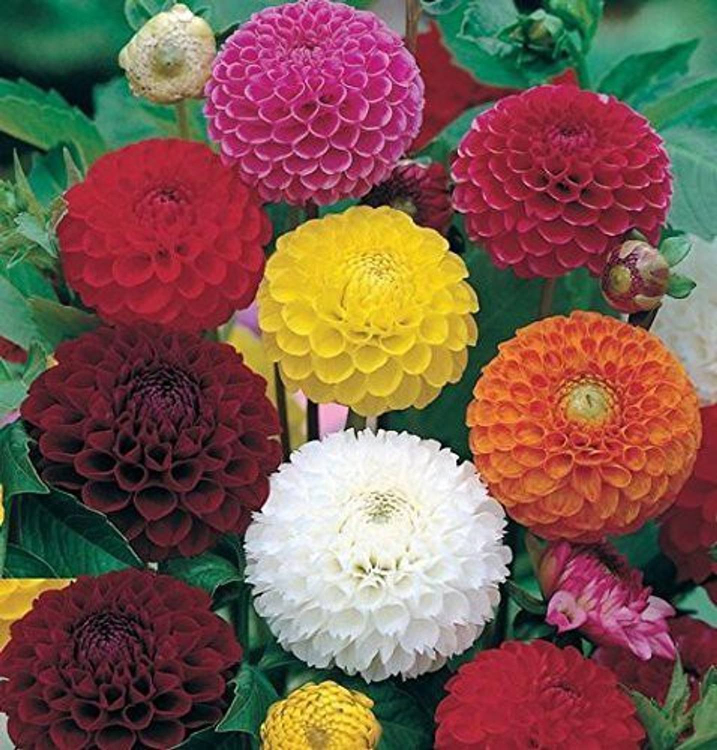 その他 lisaloha DIVINE ™ZX-Dahlia Flower Seeds Multicolor Pack of 293 Seeds-T-328