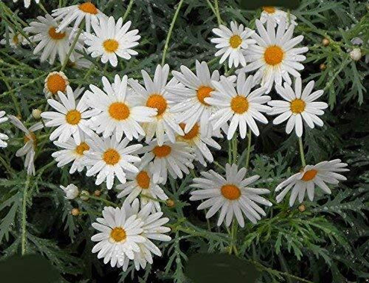 90-rare-blue-daisy-colorful-