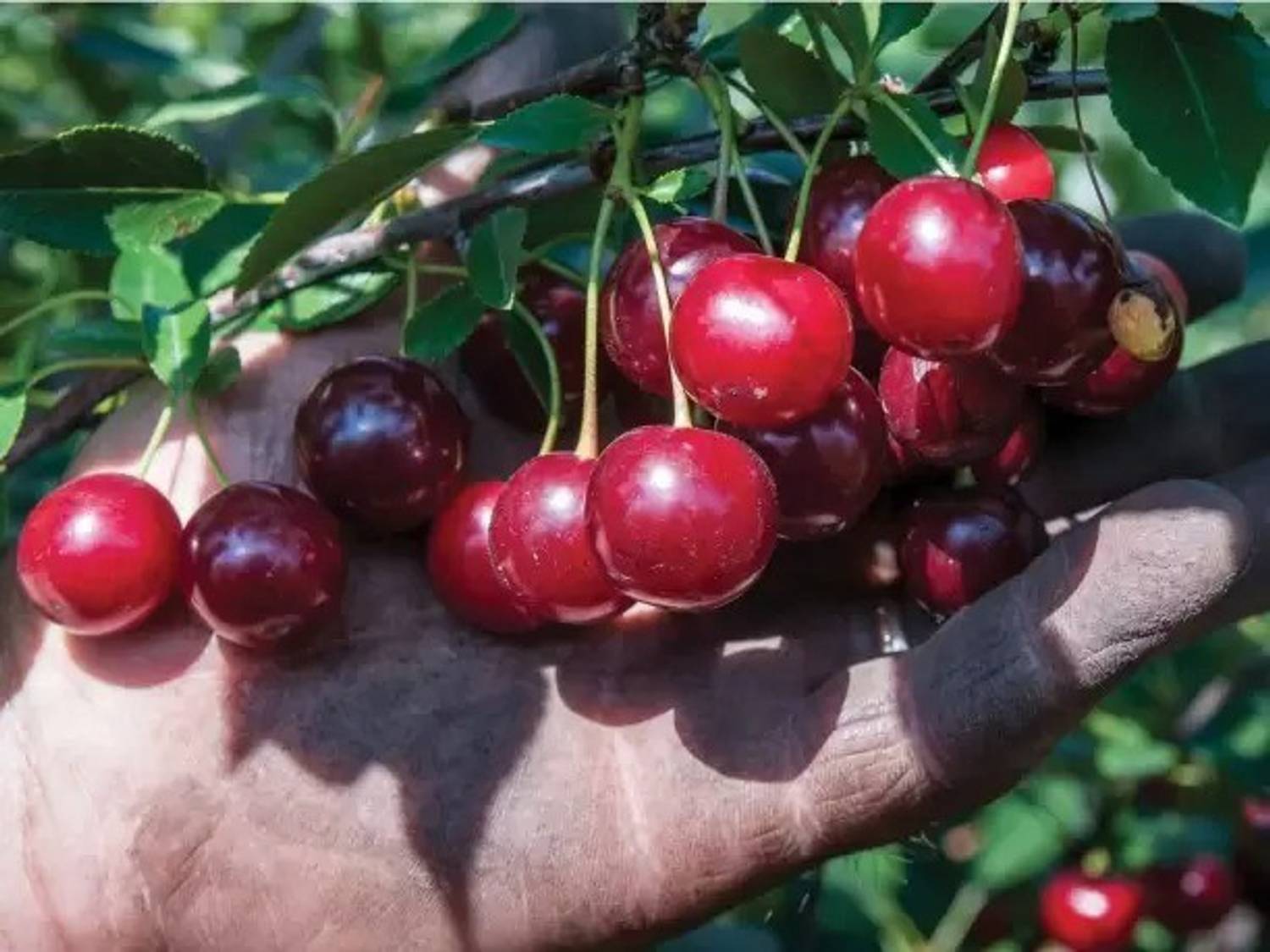 Aro Cherry, Sweet Cherry Seed Price in India - Buy Aro Cherry