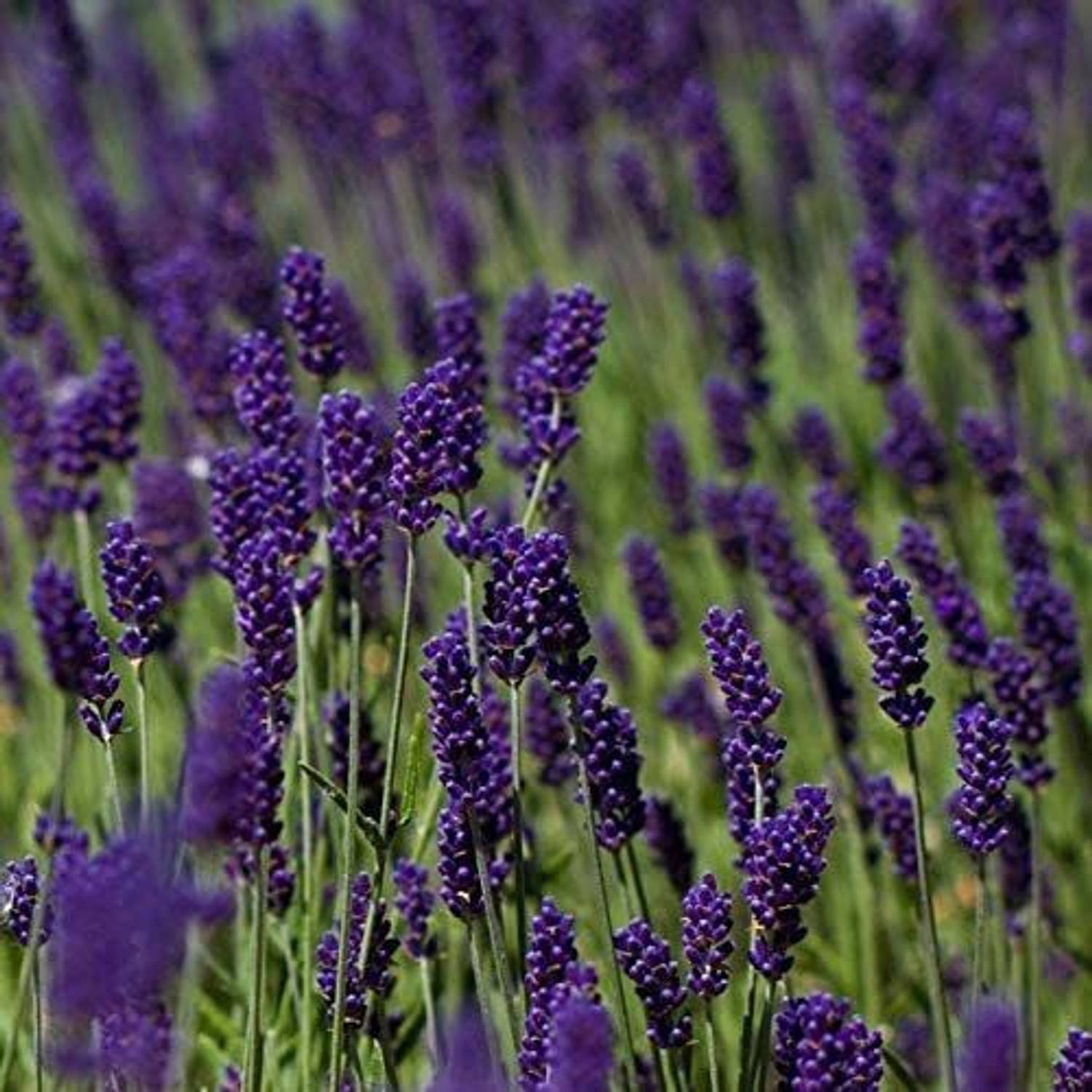 VibeX ® LXI-225 English Lavender Lavandula Angustifolia Seed Price
