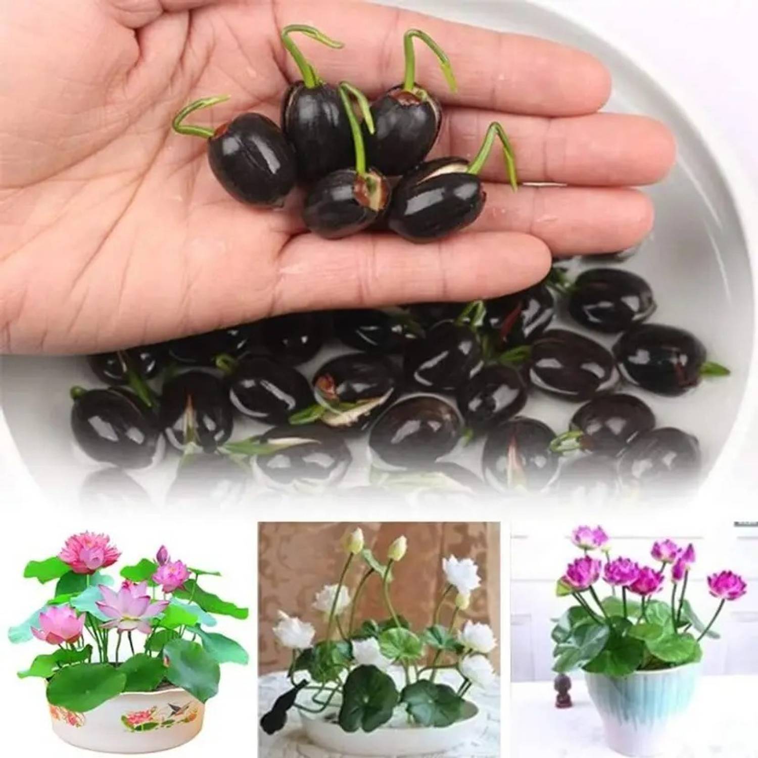 BEE Garden LOTUS Seed Seed