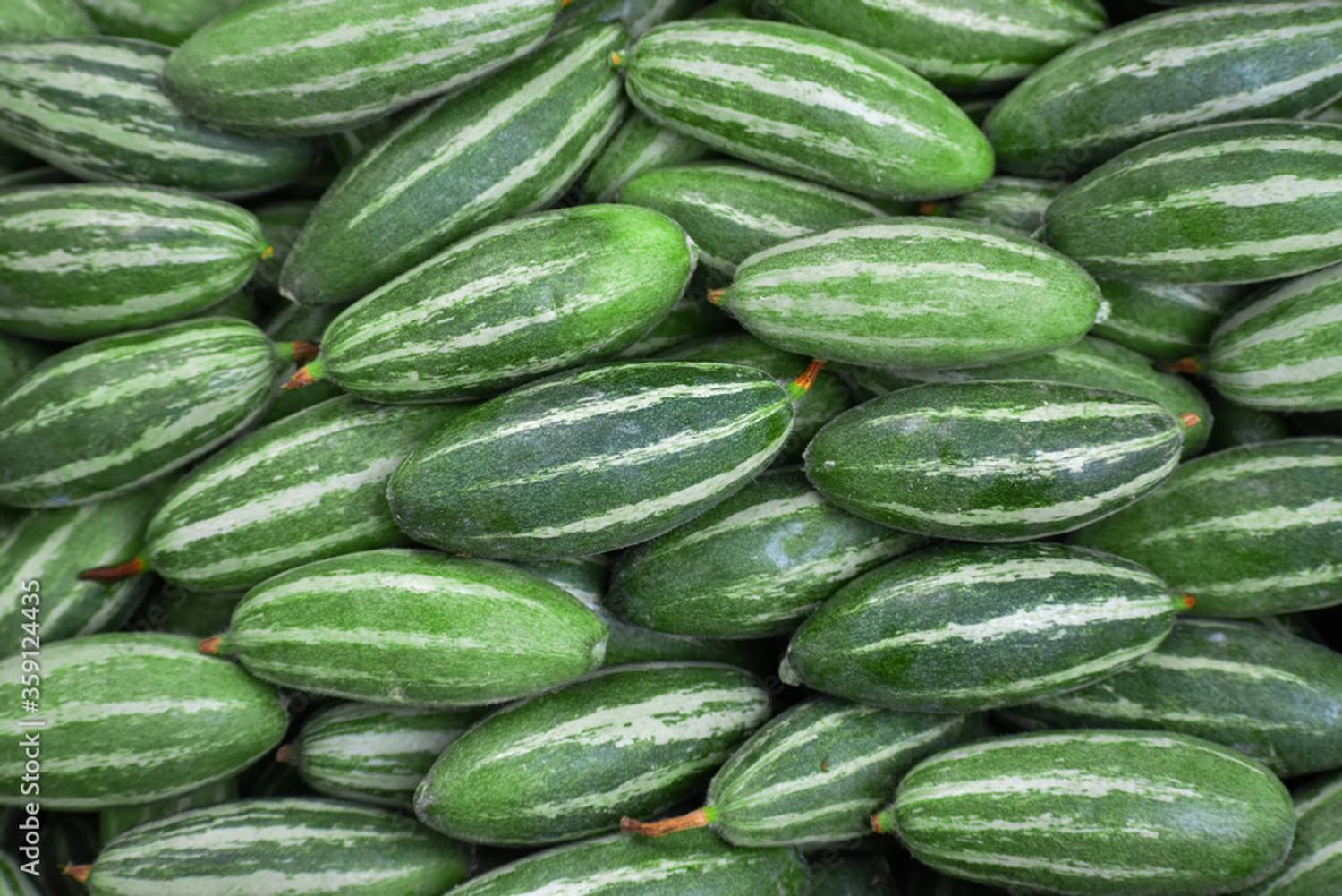 Arshiayat Desi Parwal Seeds,Hybrid Pointed Gourd-Potol Organic Vegetable seeds For Farming Seed