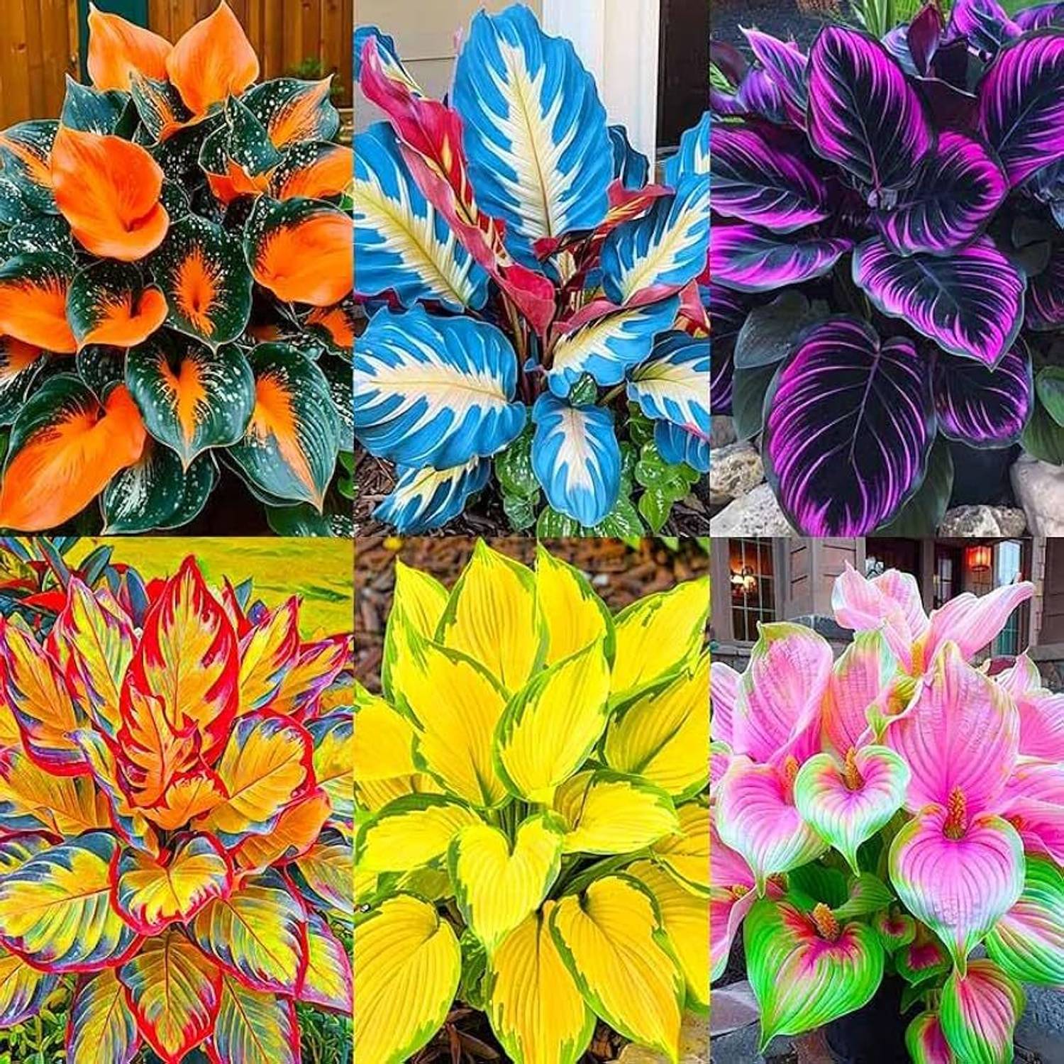 AVRAJIT IMPORTED Multicolor Hosta Flower seeds Home & Garden Seed