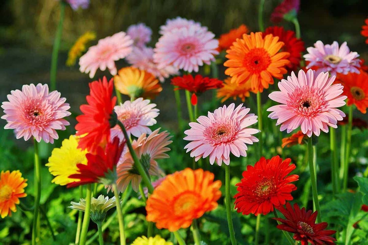 70-rare-blue-daisy-colorful-