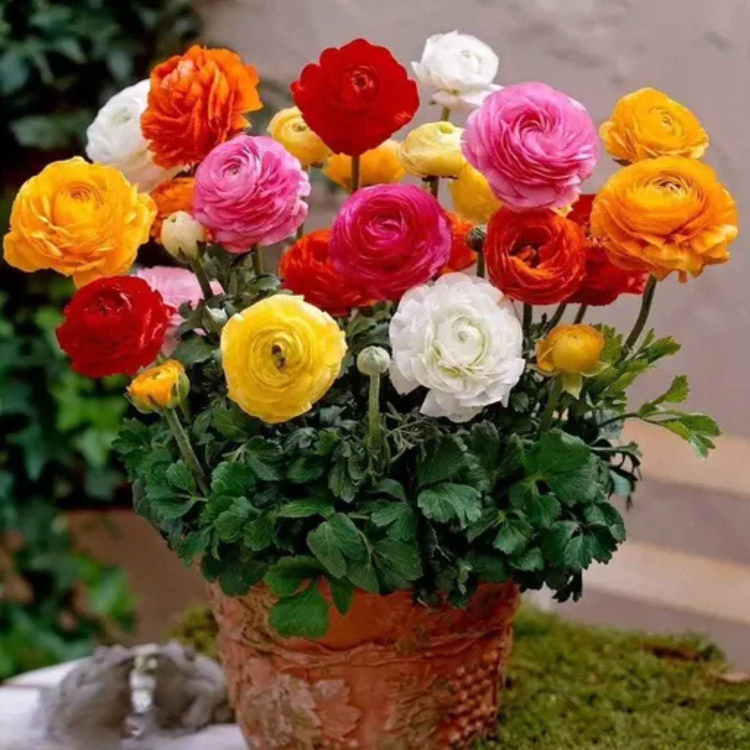 BEE Garden All Seasons Chrysanthemum Flower Mixed Color Seeds Seed