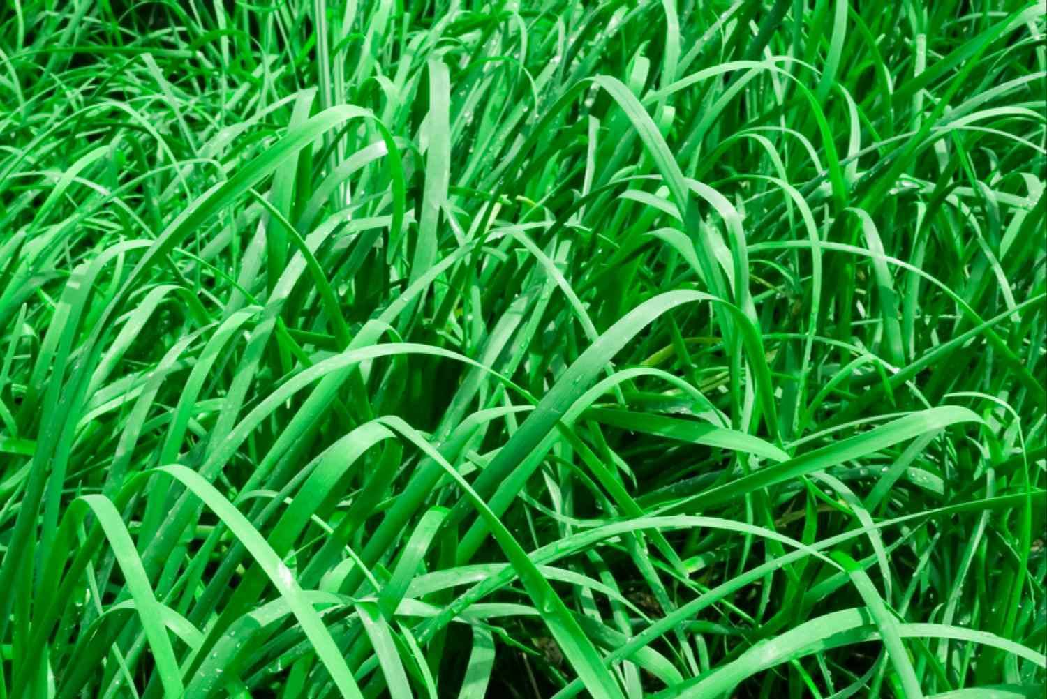 Arshiayat Cow - Buffalo Grass Seed