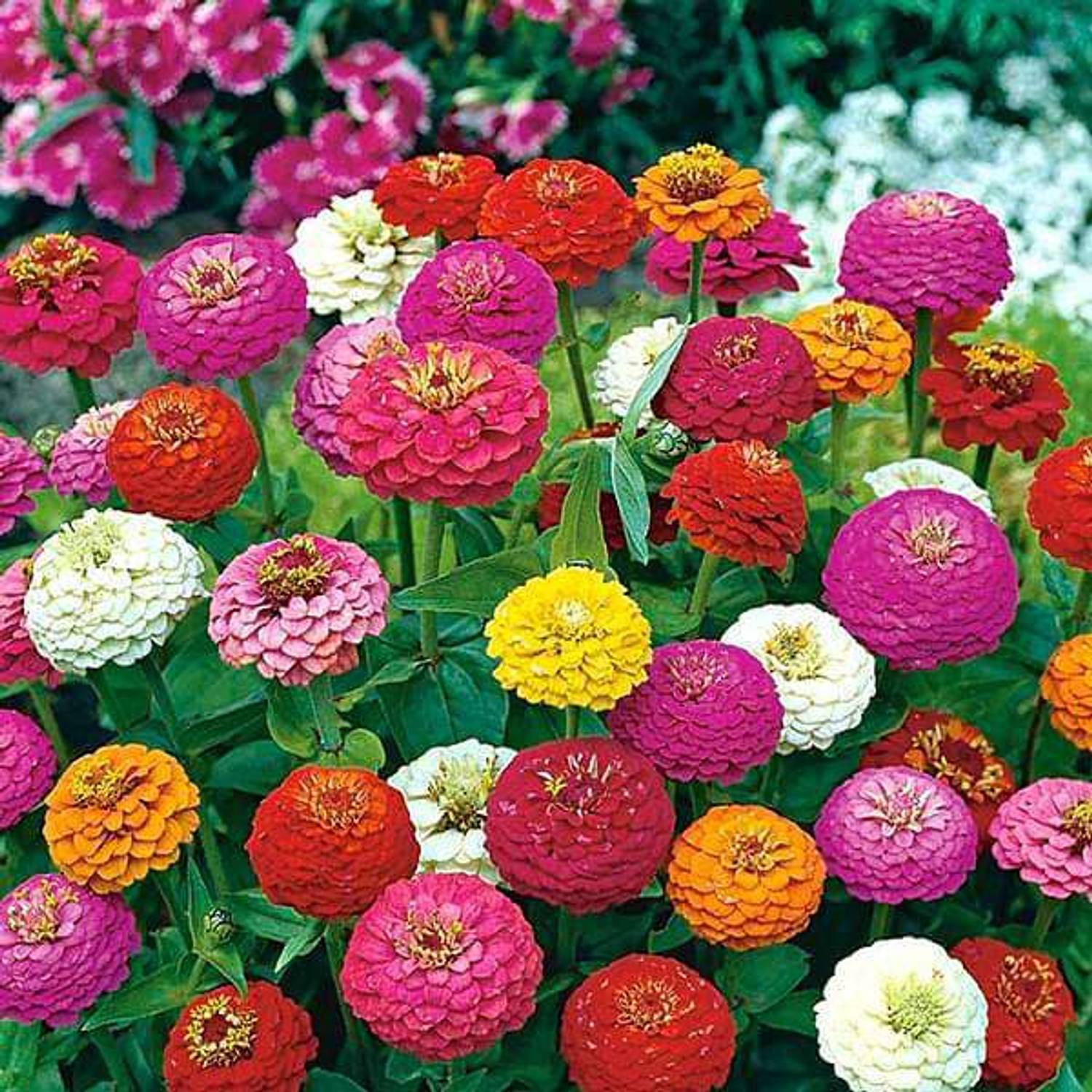 25-zinnia25-n-g-m-agrocare-