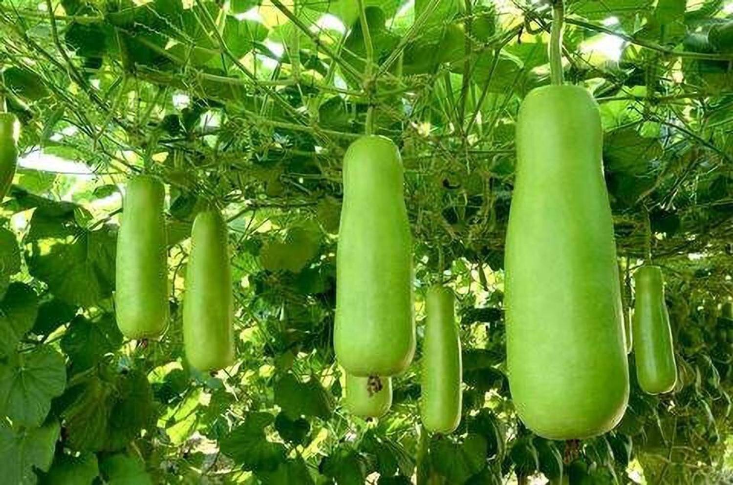 Arlo Bottle Gourd Long Seeds Seed (50 per packet) Seed