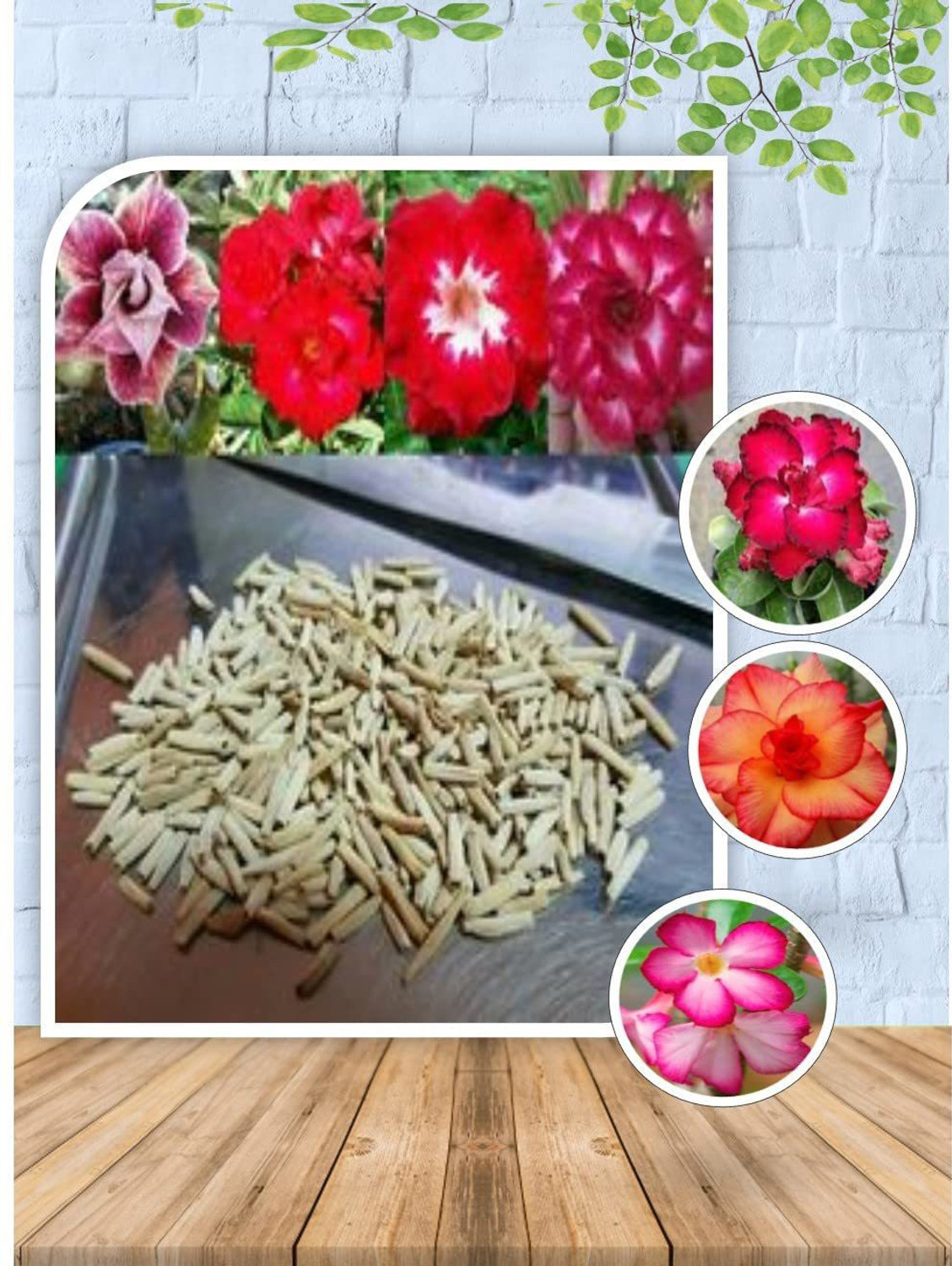 Image of JRYU Adenium Mix Color Hybrid Flower Seed