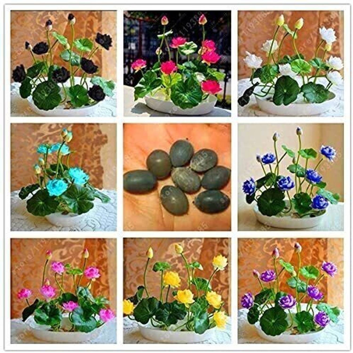 AgroAcres Rare mixed color Seed 15 seeds Bowl Lotus Flower water Aquatic Nelumbo Nucifera Seed