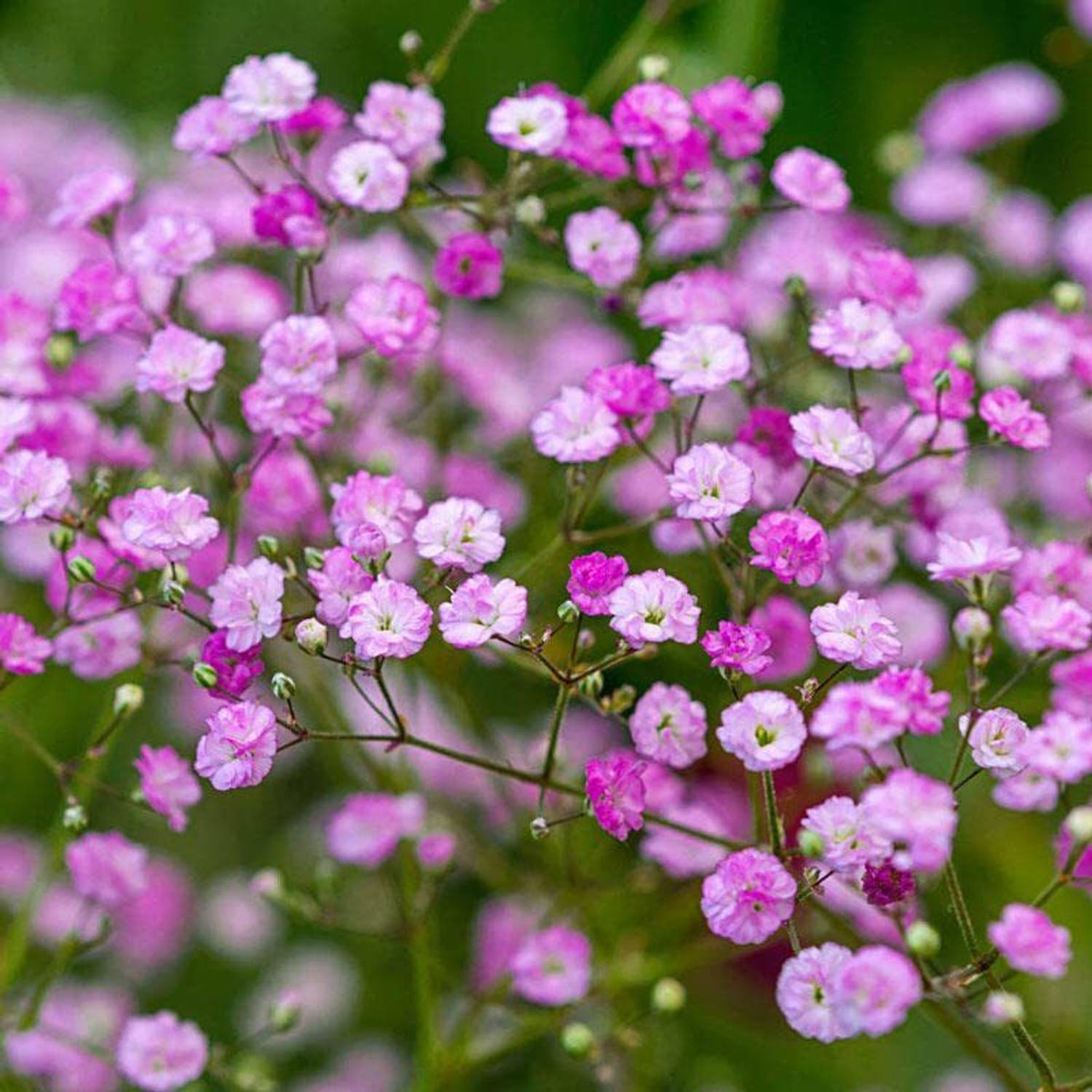 Gypsohila ジプソフィア Flower Gloss Tee 即日発送 Aywal Gypsophilia 