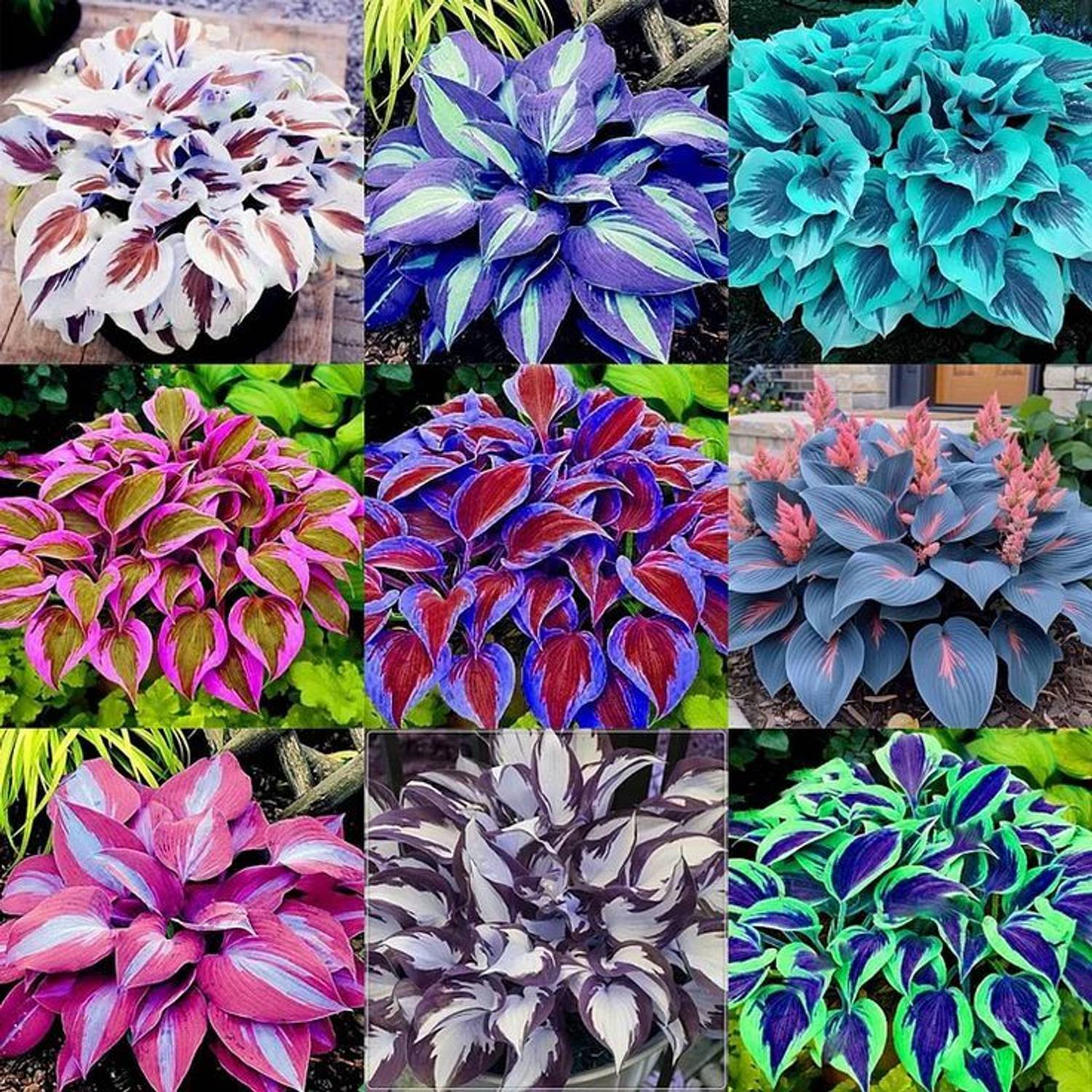 AVRAJIT IMPORTED Multicolor Hosta Flower seeds Home & Garden Seed