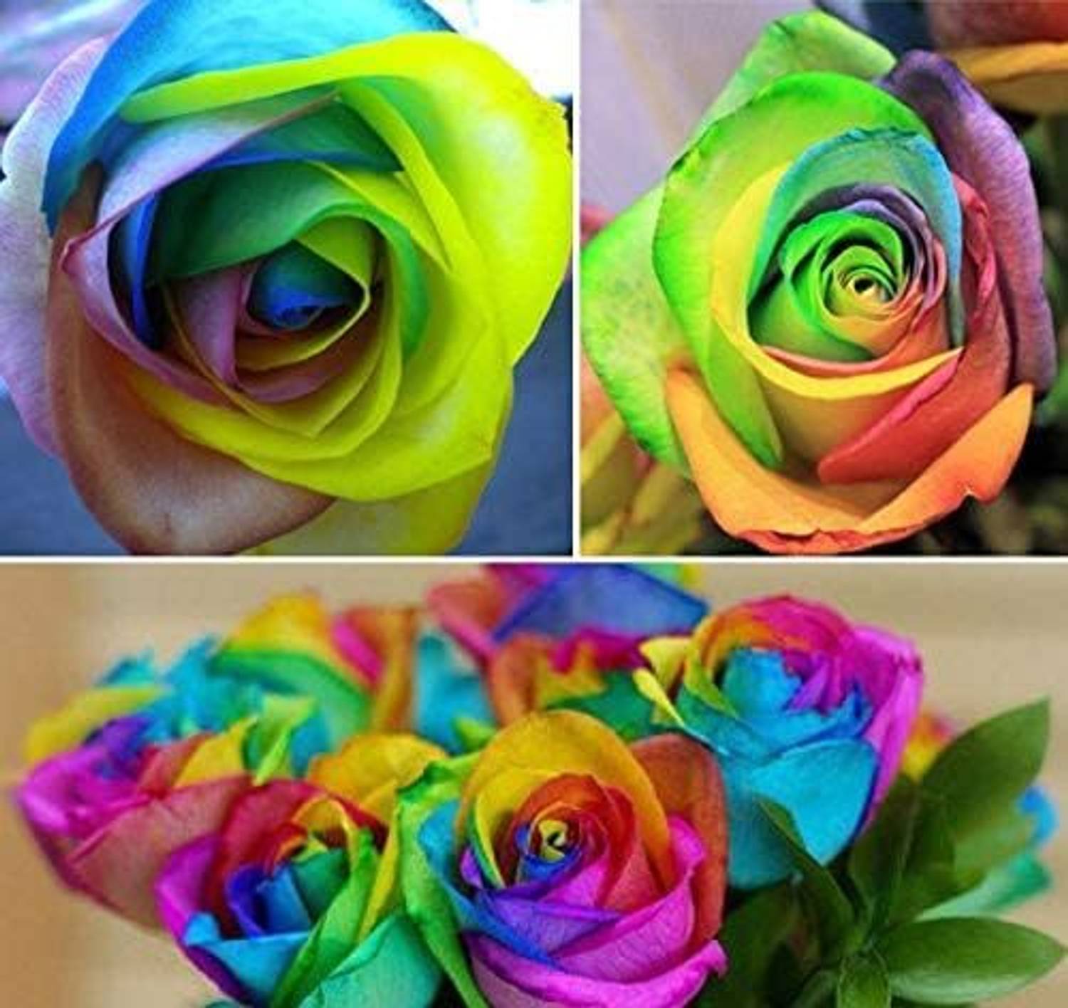 ACMS Multi Colorful Rainbow Rose Flower Seeds Beautiful Flower Home Garden Seed