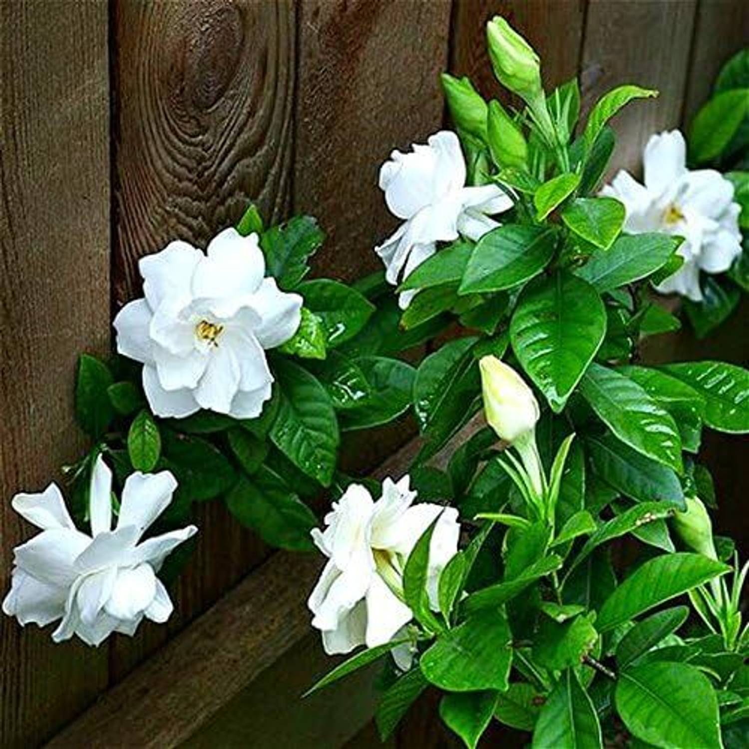 jasmineページ KNESSiN Jasmine Flower White[100 Seeds] Seed Price in India - Buy