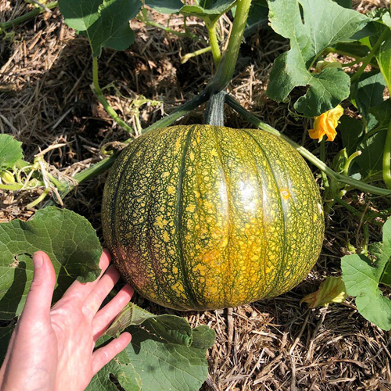 100-pumpkin-seed-104-sree-