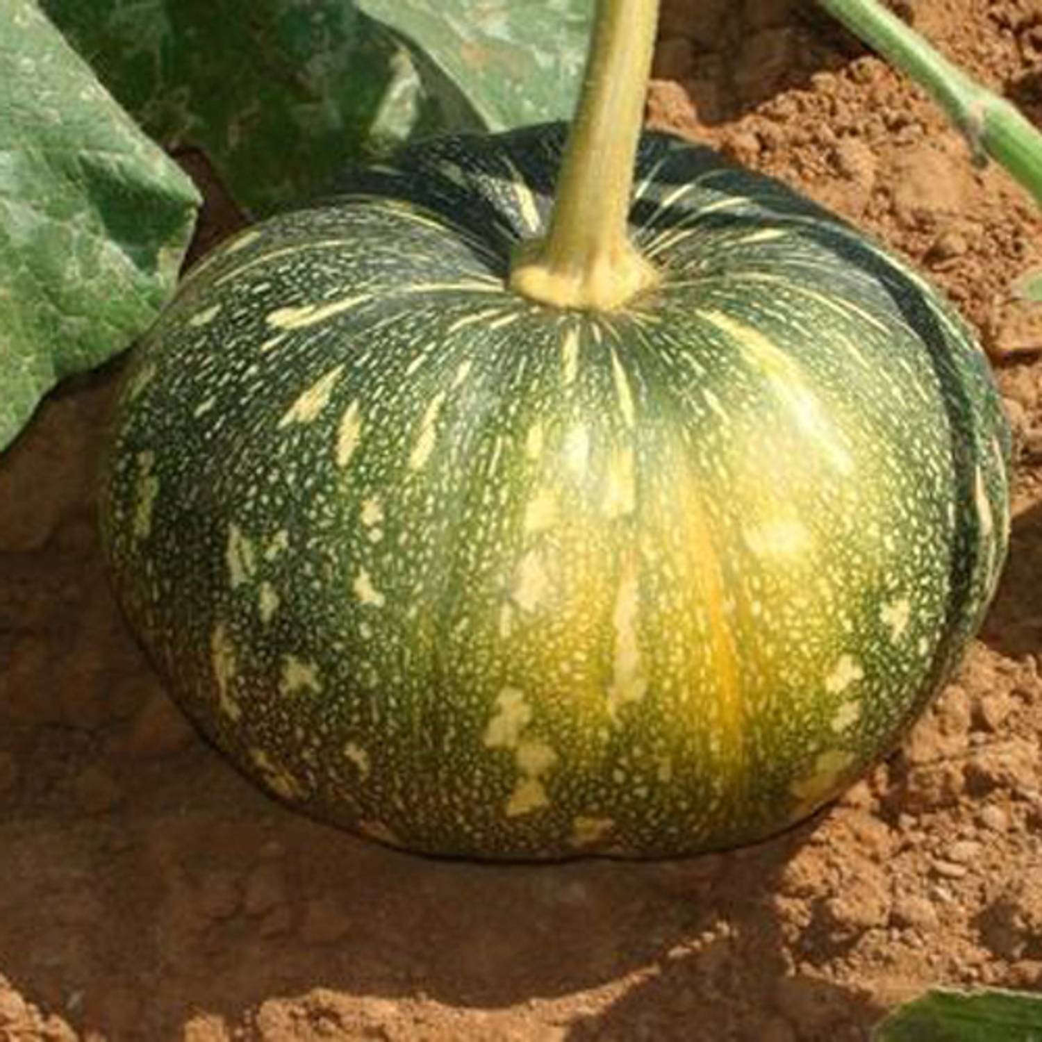 SREE pumpkin seed, hybrid pumpkin, kumro Seed Price in India - Buy