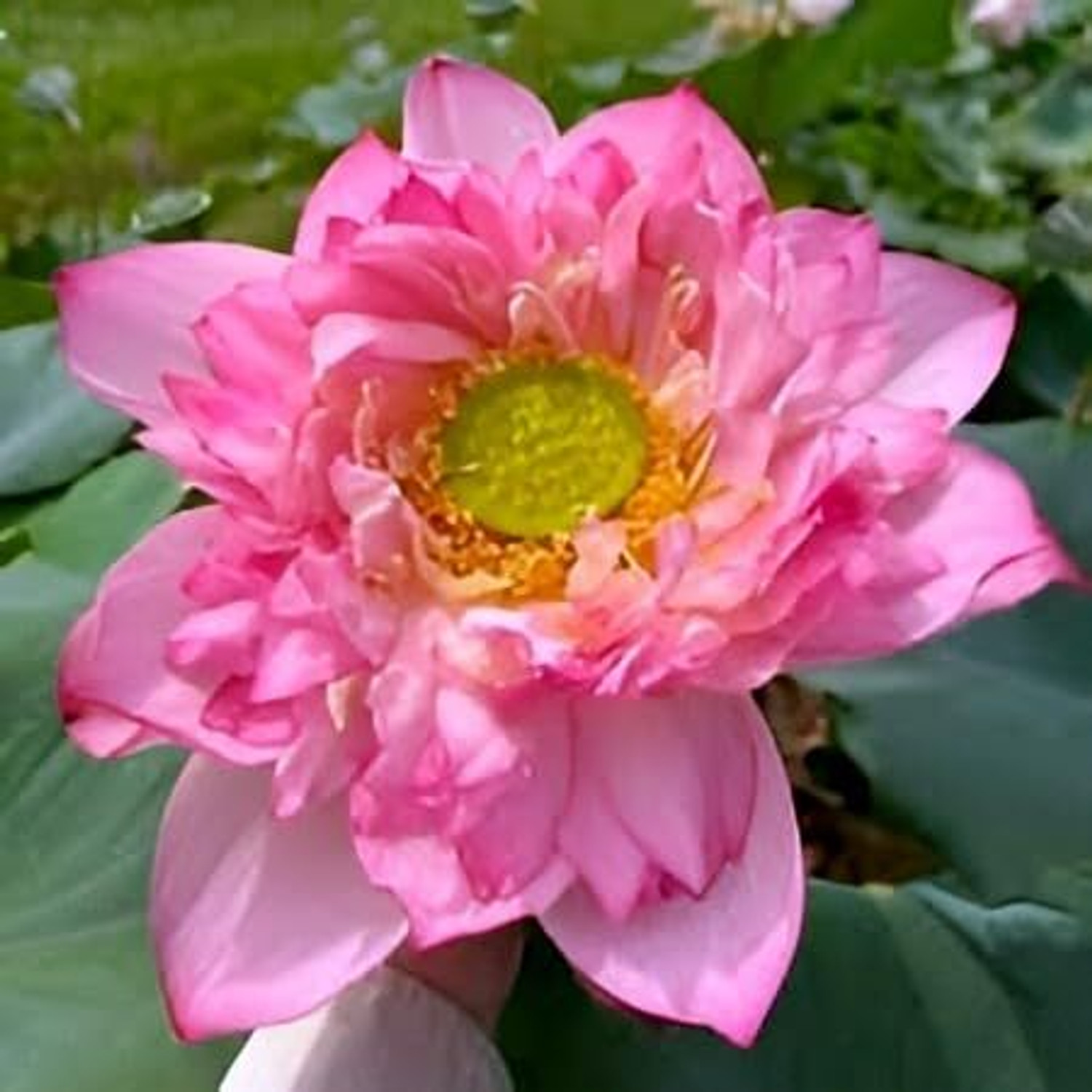 Image of PAJUSDYASI Lotus Plant sapling