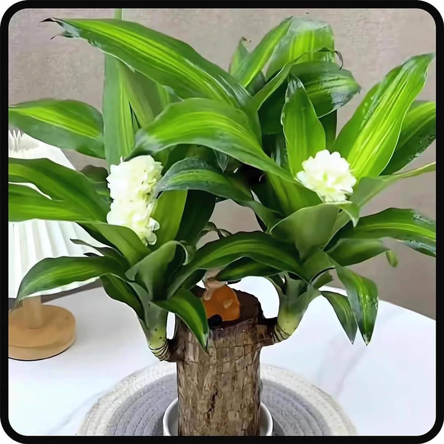 brazilian lucky wood plant Basil Plant sapling