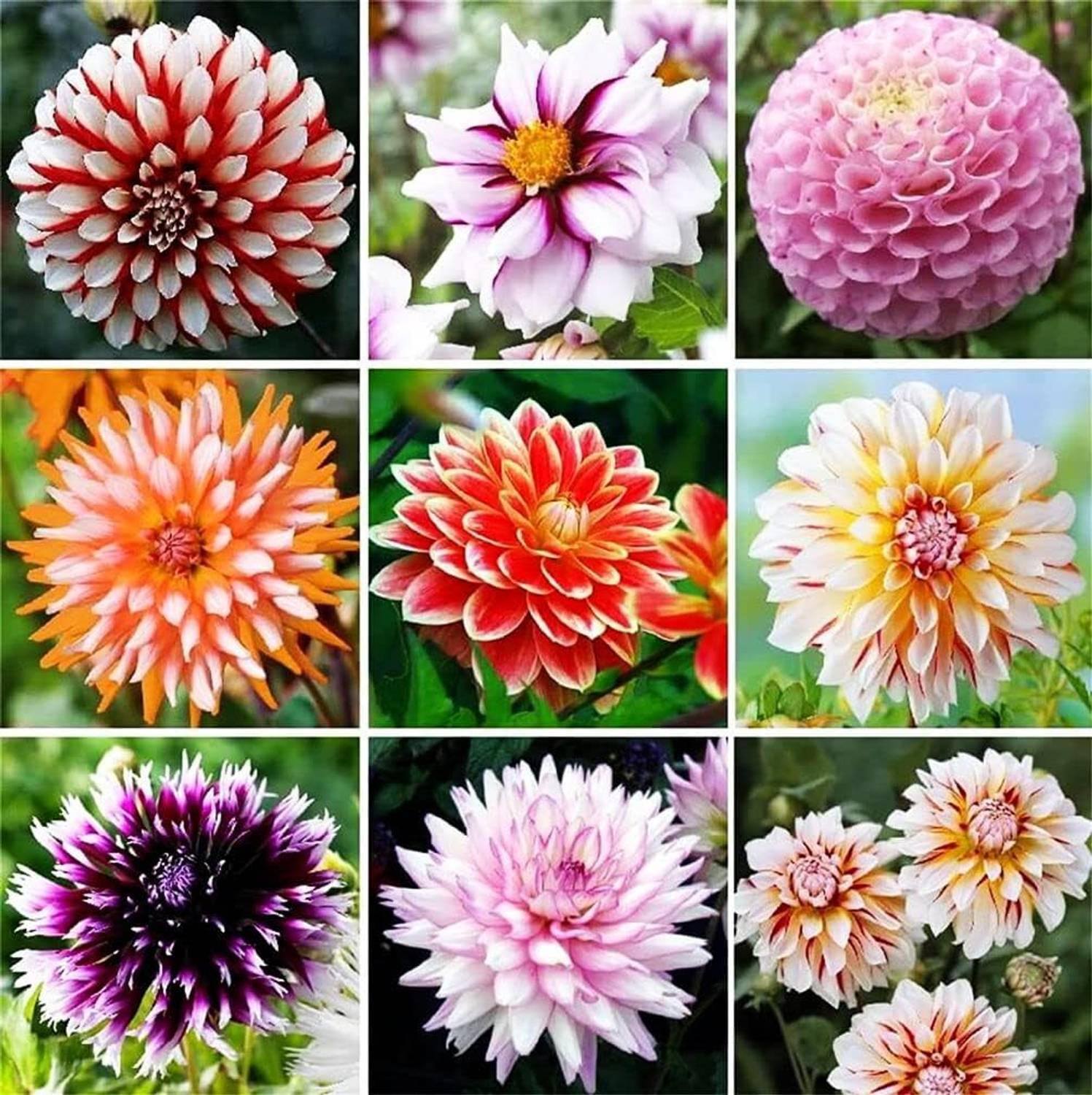 LIFELEX Dahlia Flower Mix Colors - Reds, Oranges, Yellows, Pinks