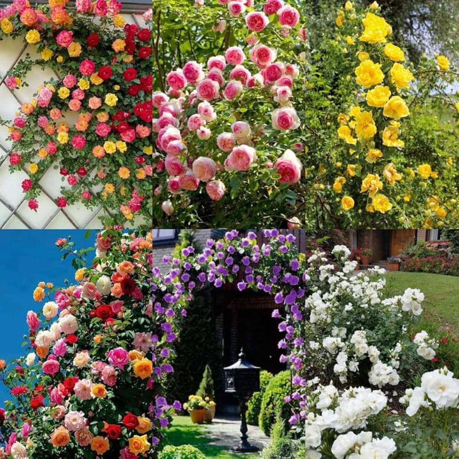 趣味・スポーツ・実用 rose LIFELEX Japanese Climbing Rose Flower Seed Price in India - Buy