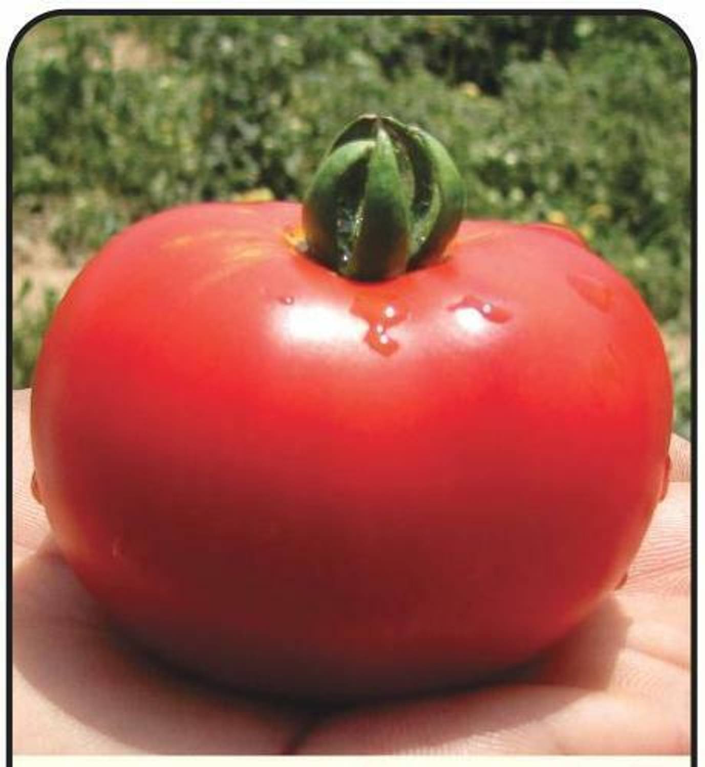 CYBEXIS Pusa Rohini Tomato Variety500 Seeds Seed Price in India