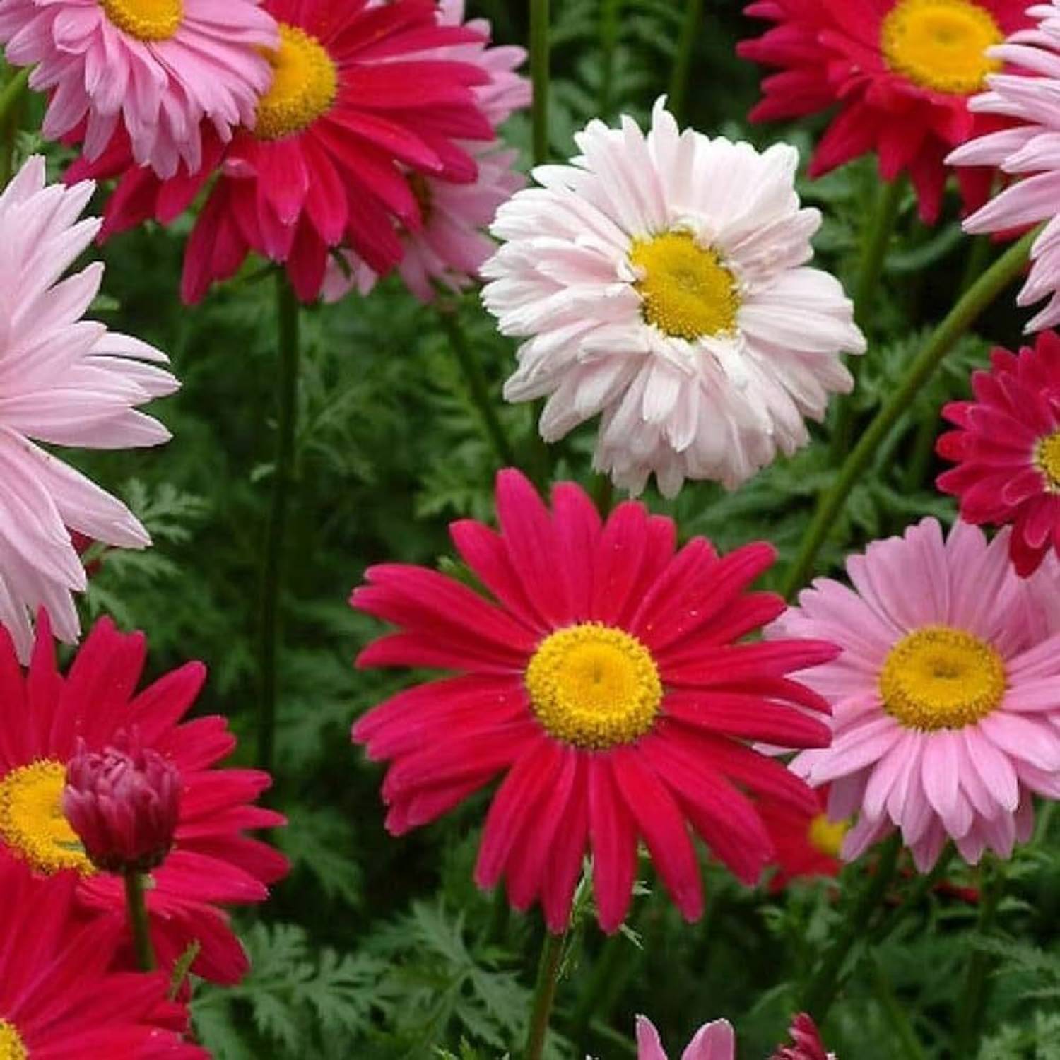 BJUBAS Chrysanthemum flower seeds all colours PACK OF 9 Seed