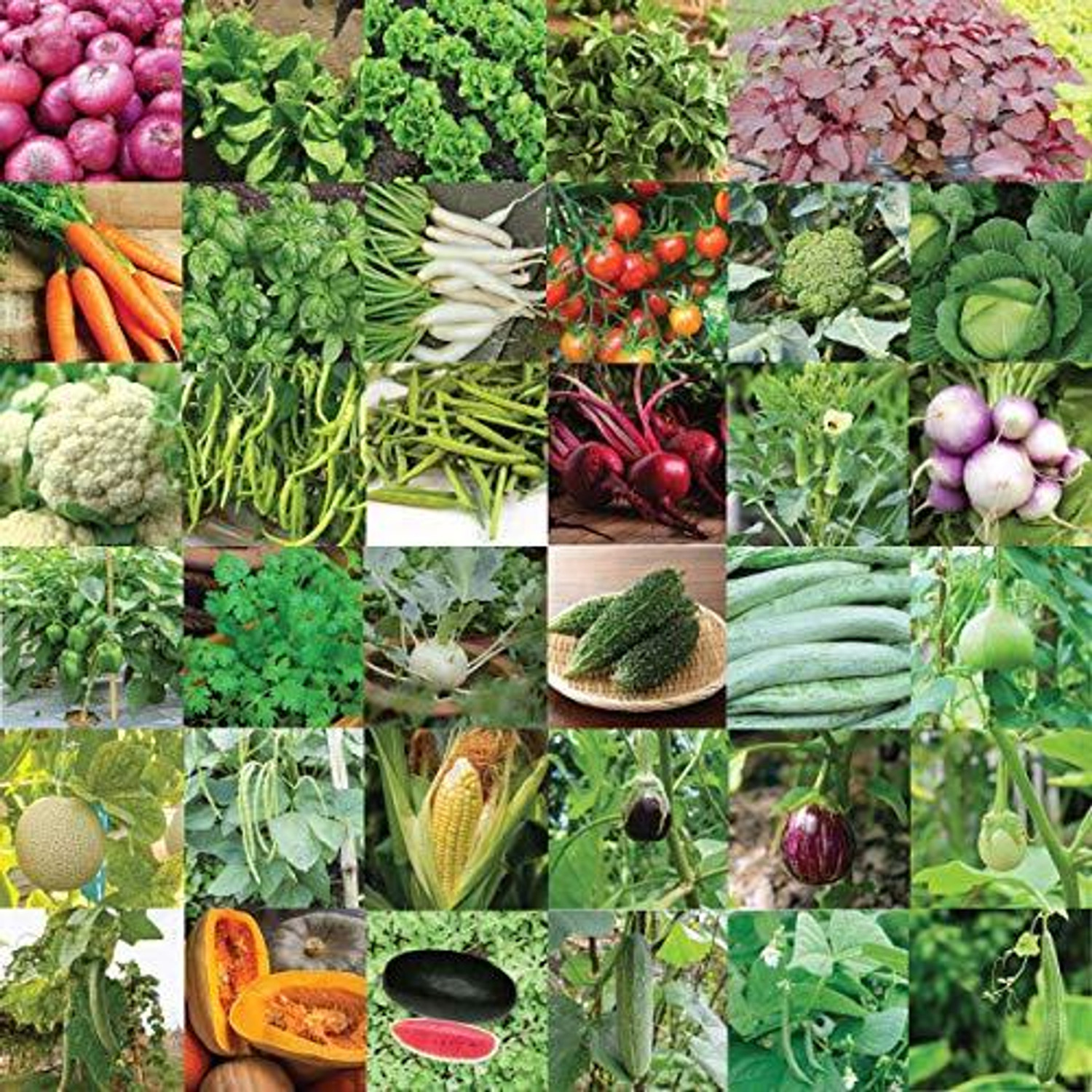 Image of UGAOO Indian Vegetable Seeds Bank For Home Garden 35 Varieties Seed