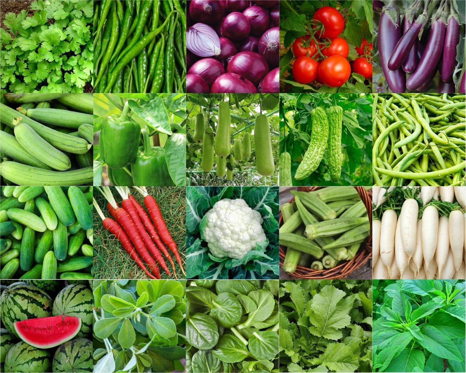 Agnico Agnico 20 Variety Of Vegetable Seeds Combo Pack With Instruction Manual.… Seed