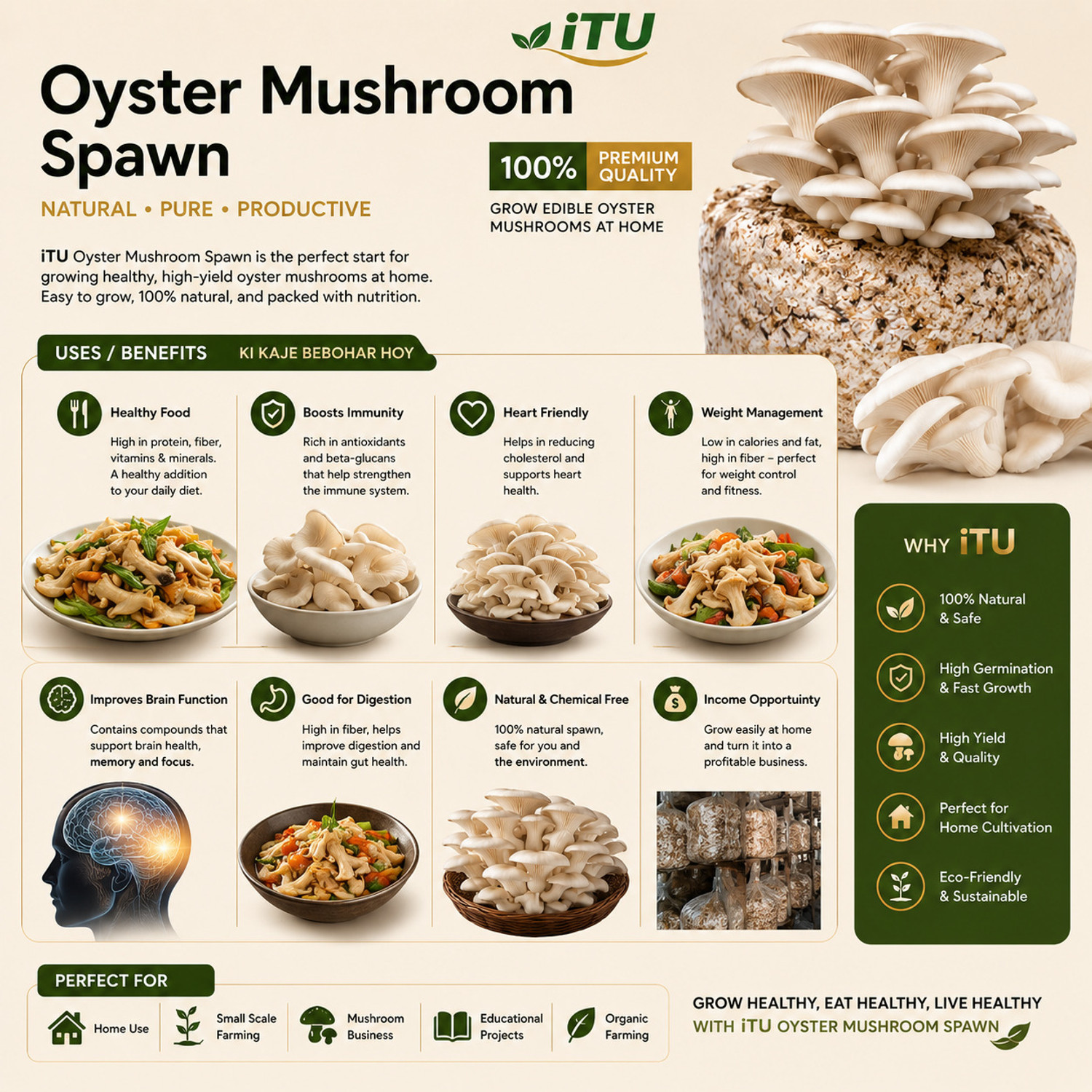 Image of ITU Oyster Mushroom Spawn |, Easy Grow |, Fresh & Edible |, Grow Spawn Pack Seed