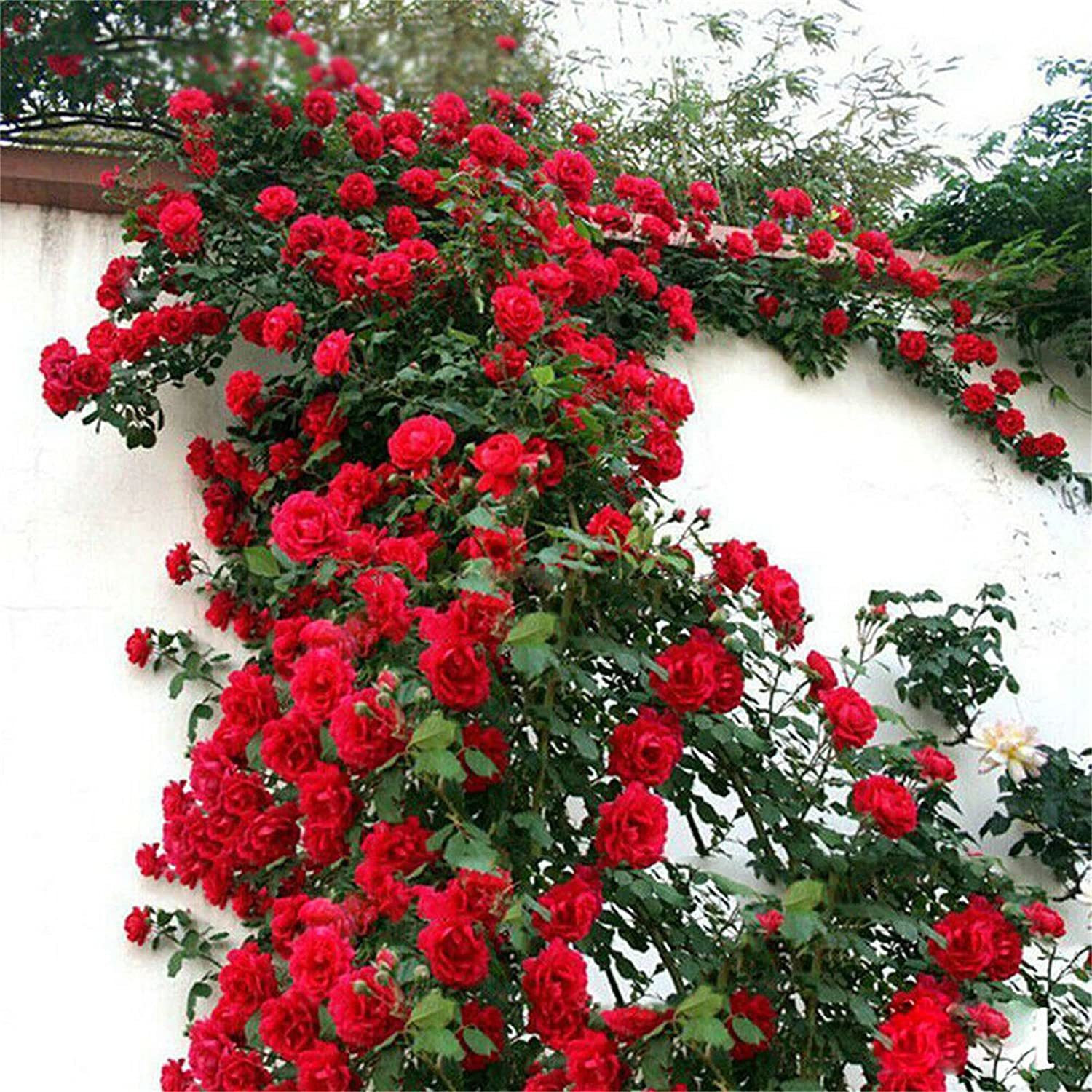 VibeX ® VLR-52 Climbing Rose Red Bush Vine Seed Price in India
