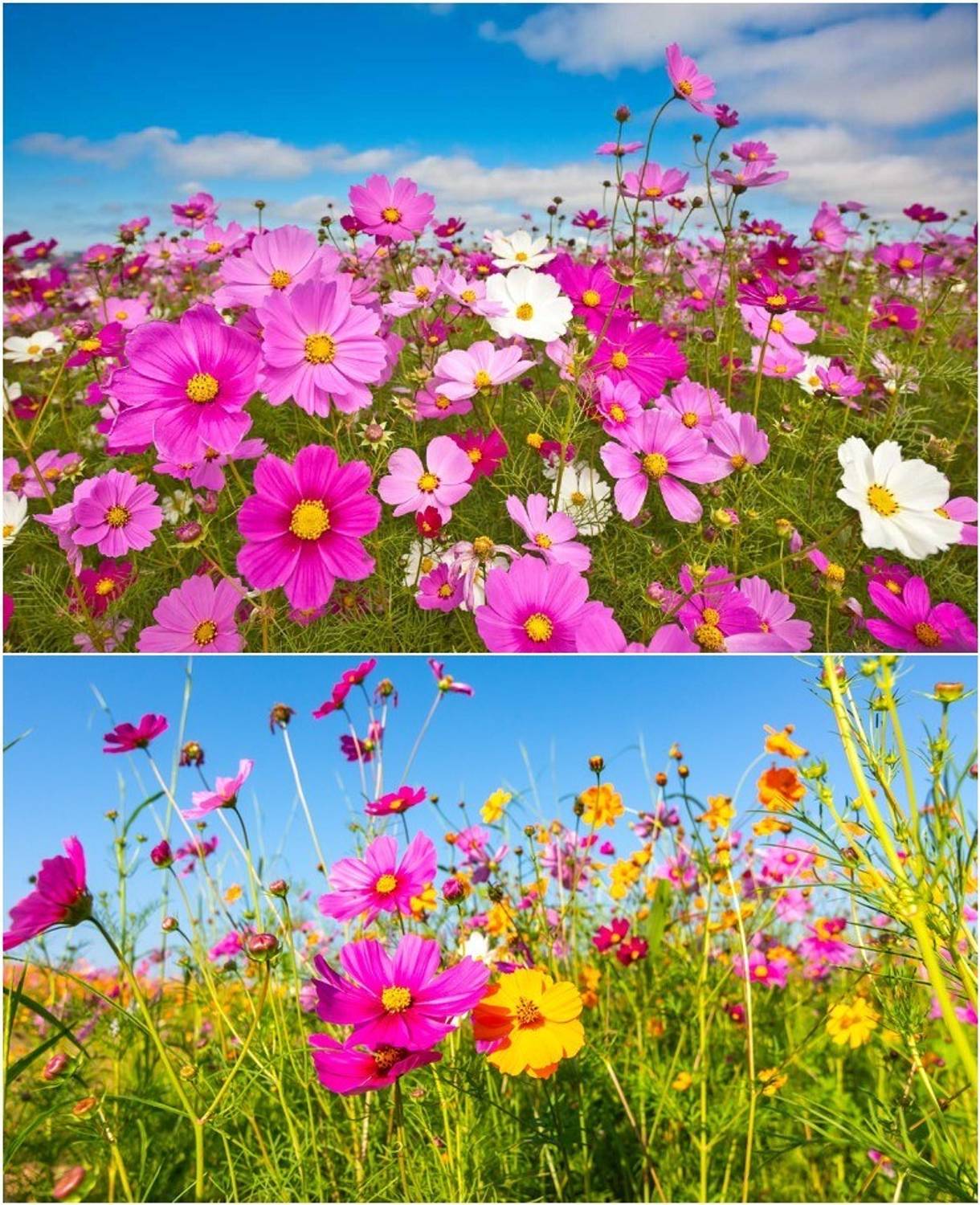 Arshiayat Cosmos flower seeds Seed