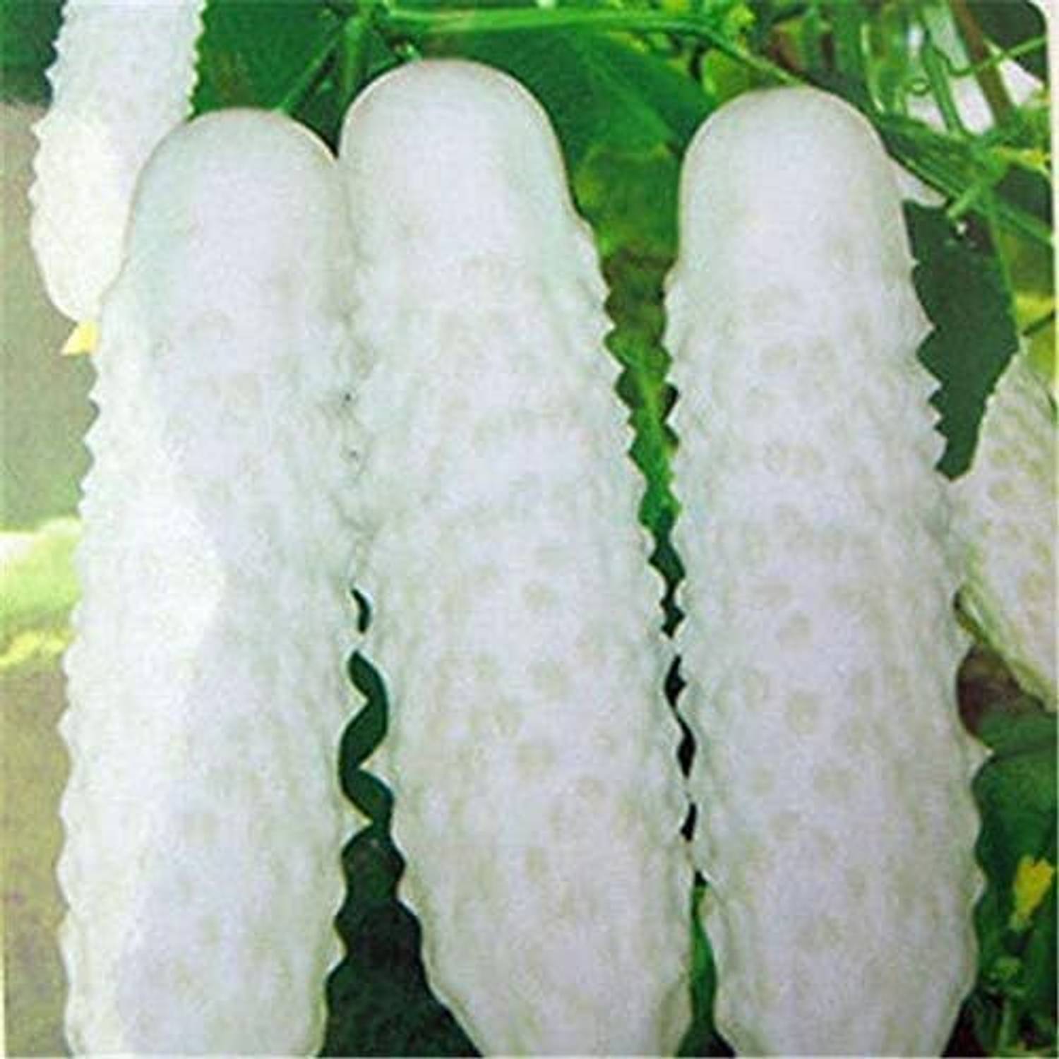 300-xxx-8a-long-chinese-