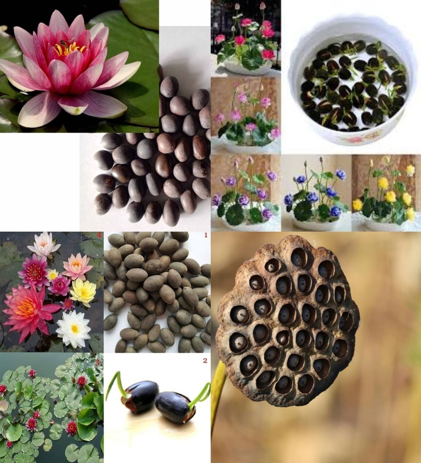 ibains Fresh lotus flower seed beez 22 Seed Price in India - Buy ibains  Fresh lotus flower seed beez 22 Seed online at Flipkart.com
