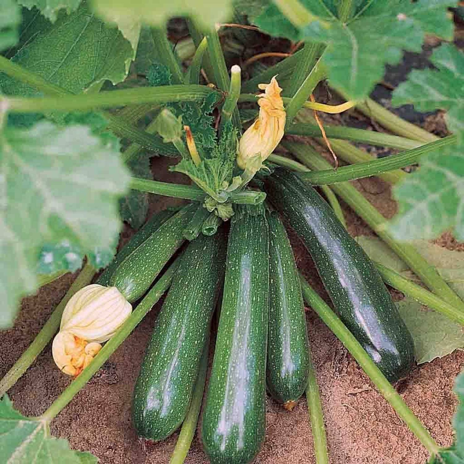 WILLVINE Vegetable Squash Green(हरी जुकिनी) seeds For