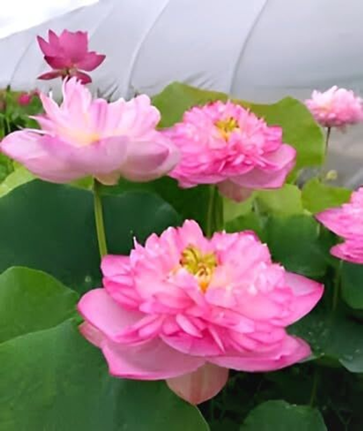 Image of PAJUSDYASI Lotus Plant sapling