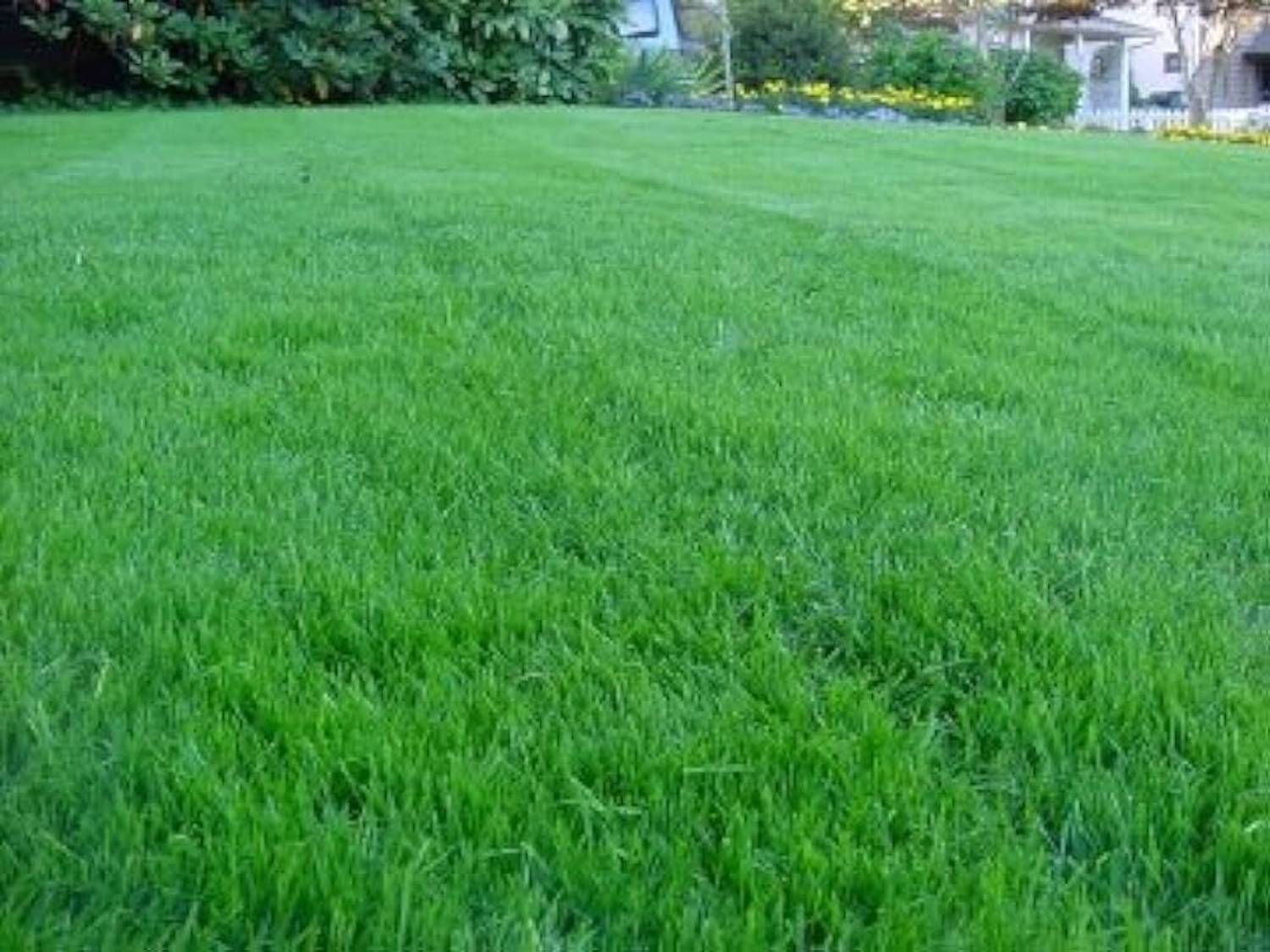 jui halder dob grass seeds Seed Price in India - Buy jui halder