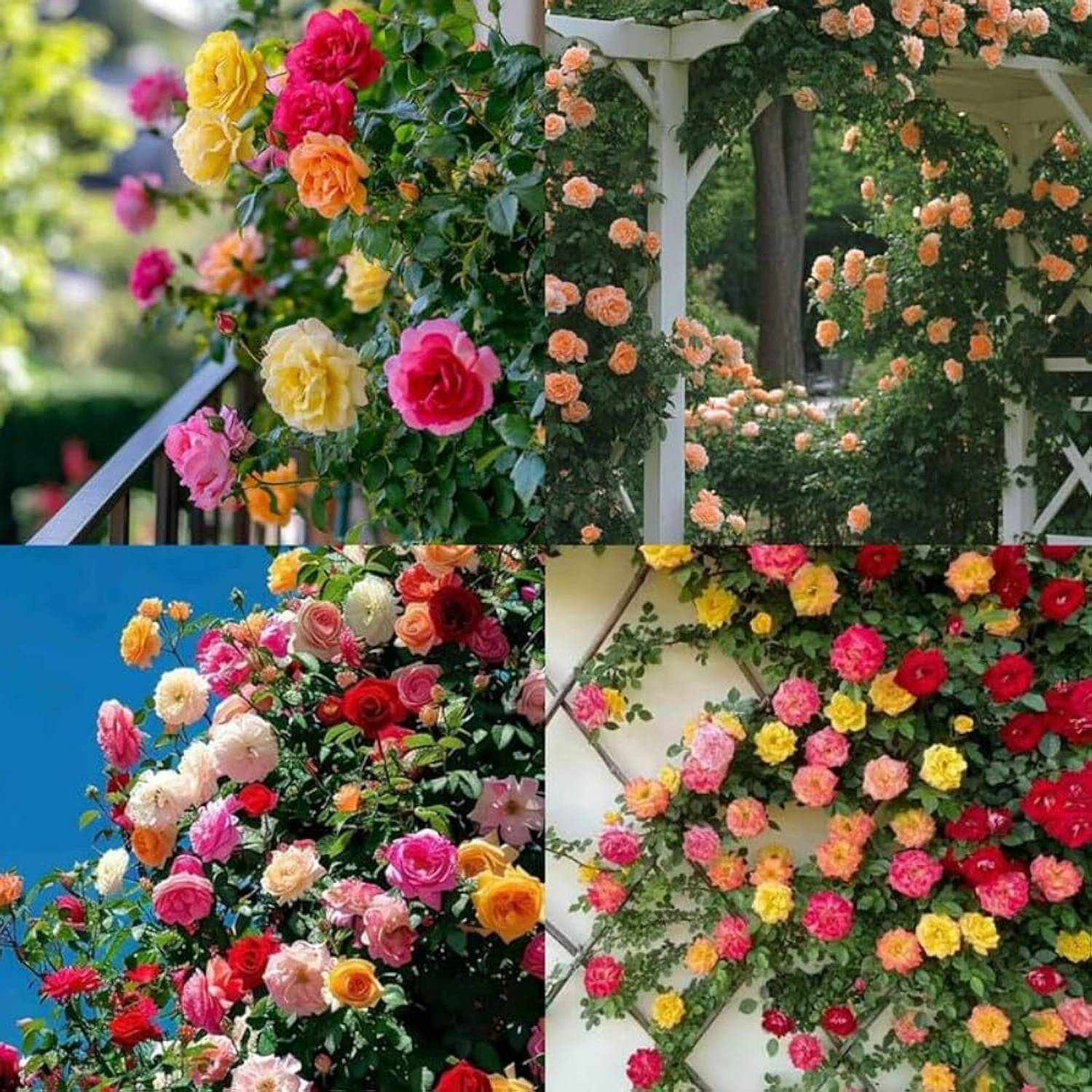 LIFELEX Shoes Elegant Climbing Rose Flower Seed Price in India