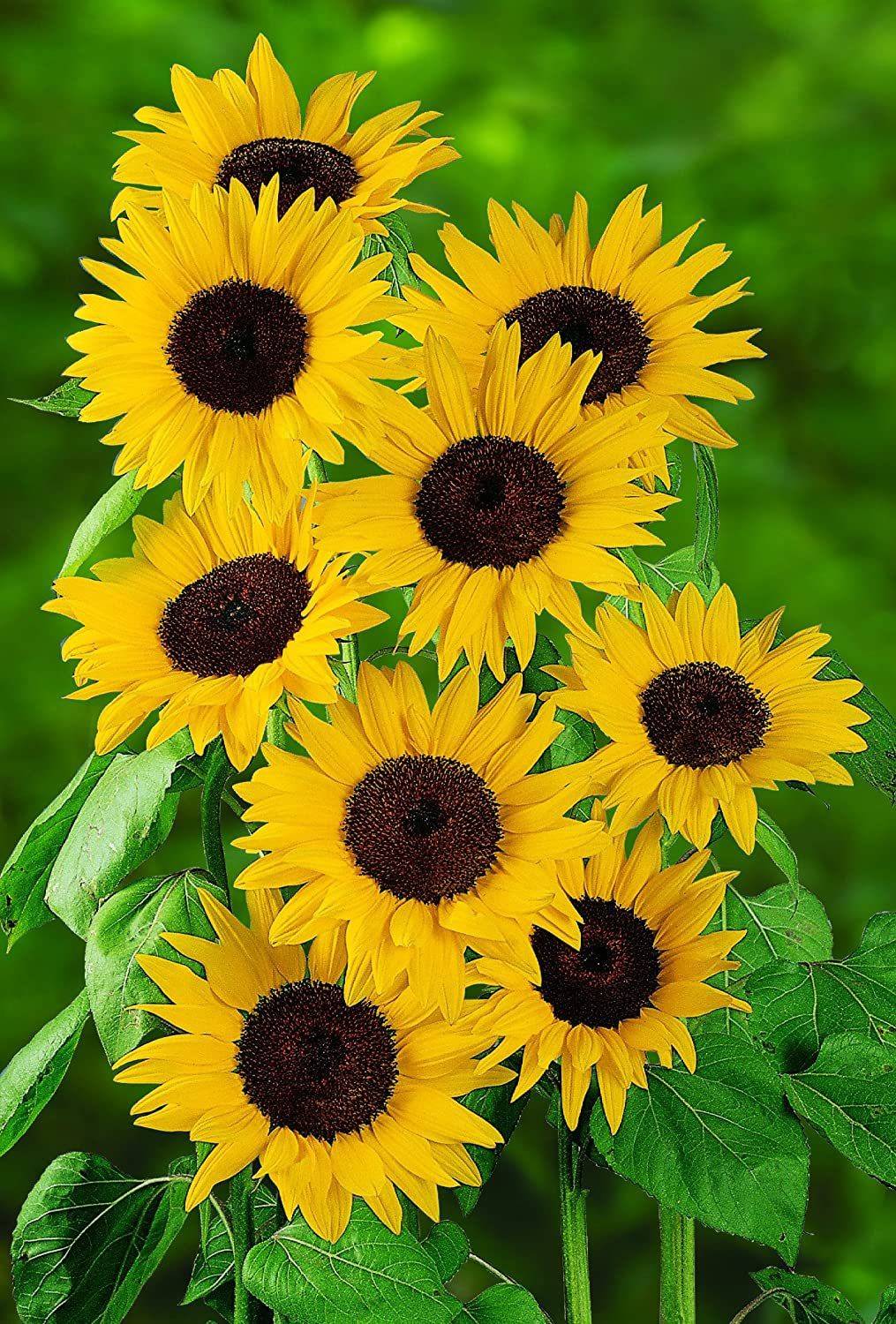 VibeX PAU-96 - Del Sol Hybrid Sunflower - (150 Seeds) Seed Price