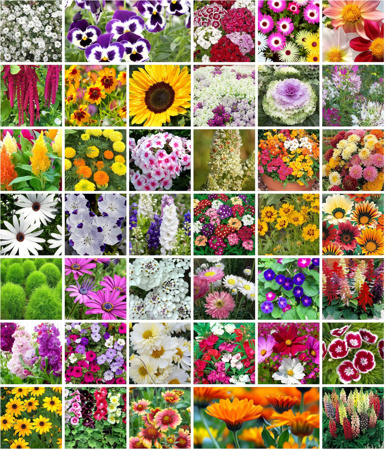 Image of Aero Seeds 40 Varieties of Flower Combo Pack Seed