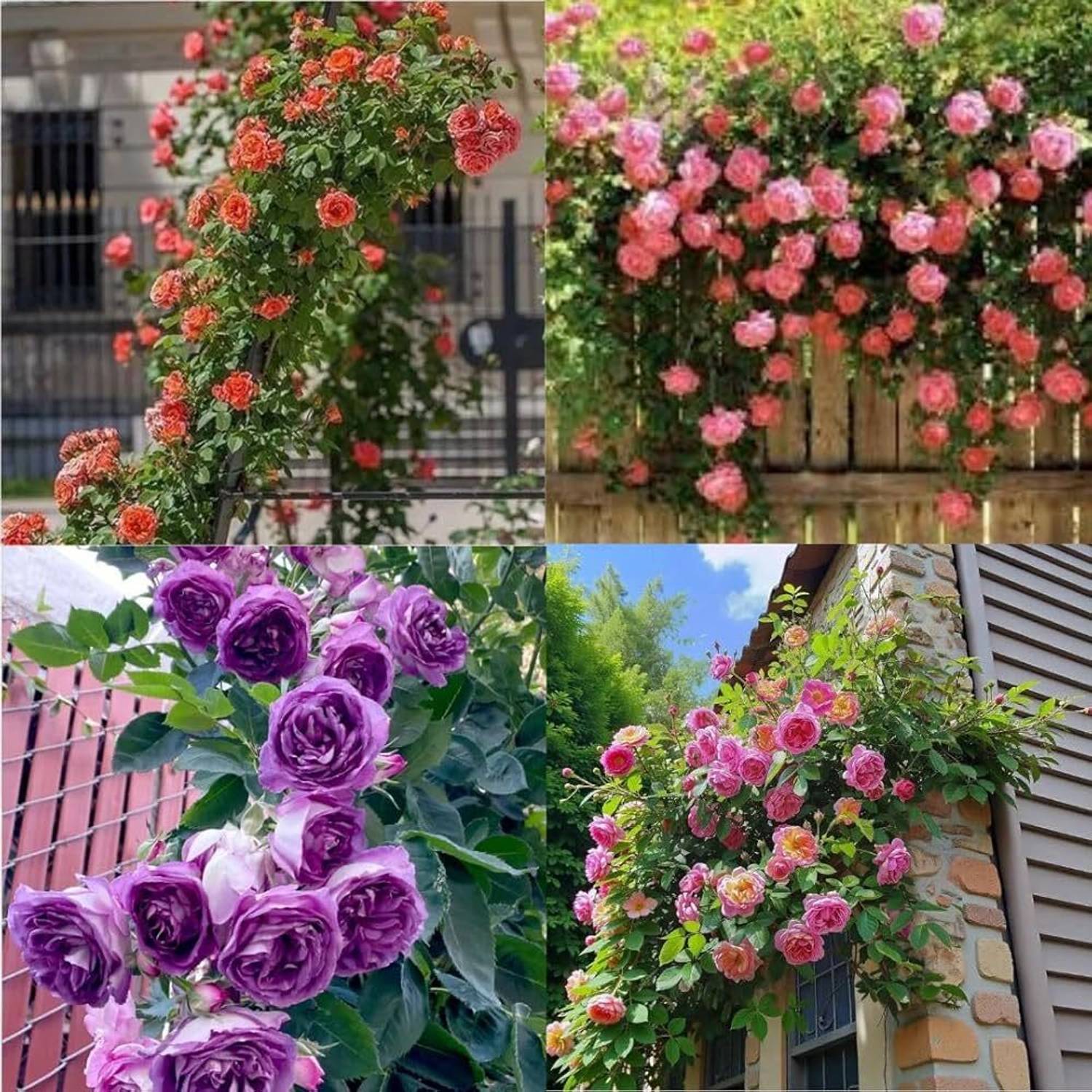 LIFELEX Japanese Climbing Rose Flower Plant Seed Price in India