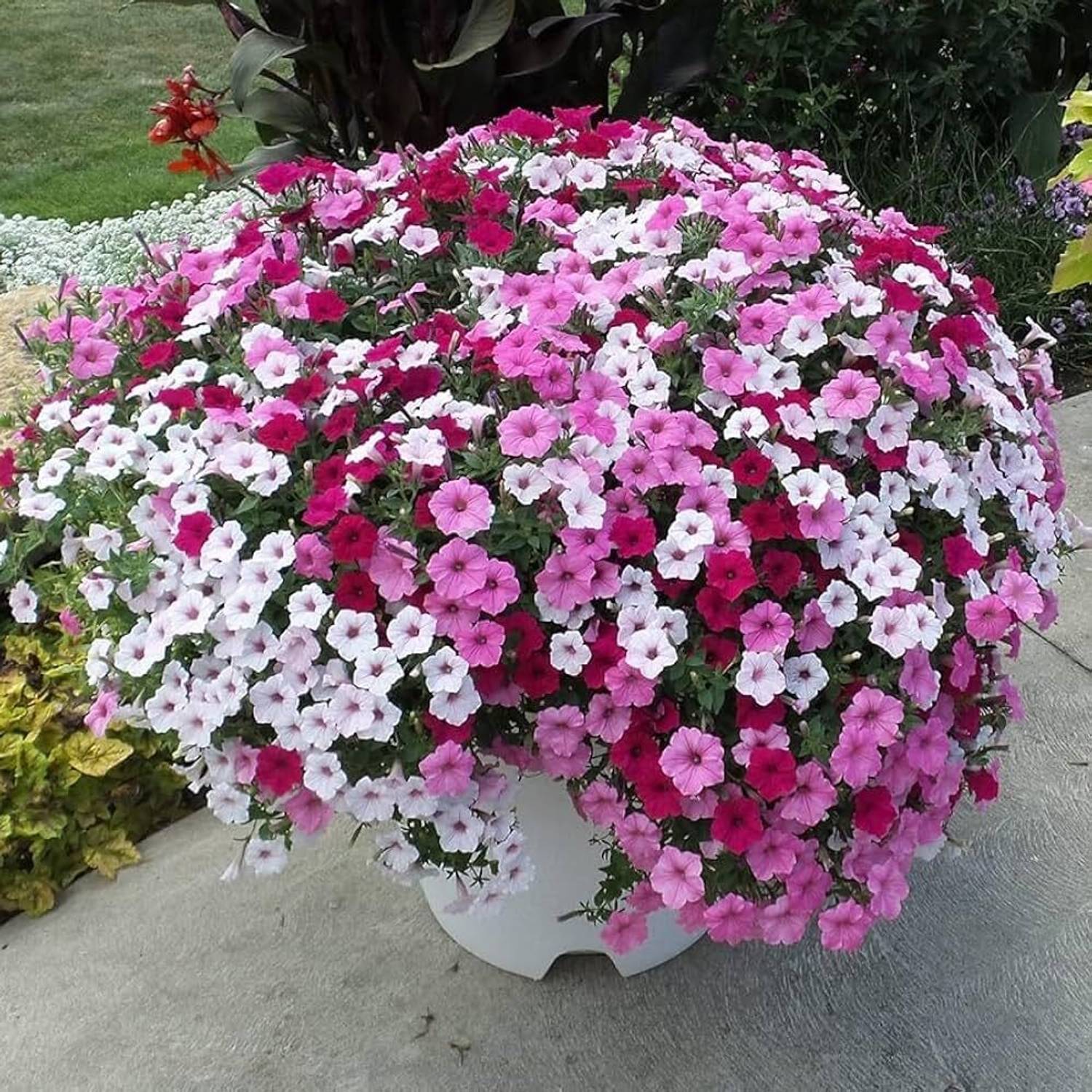BJUBAS Petunia flower seeds hybrid, petunia hybrid mix flower seed pack of 38 Seed