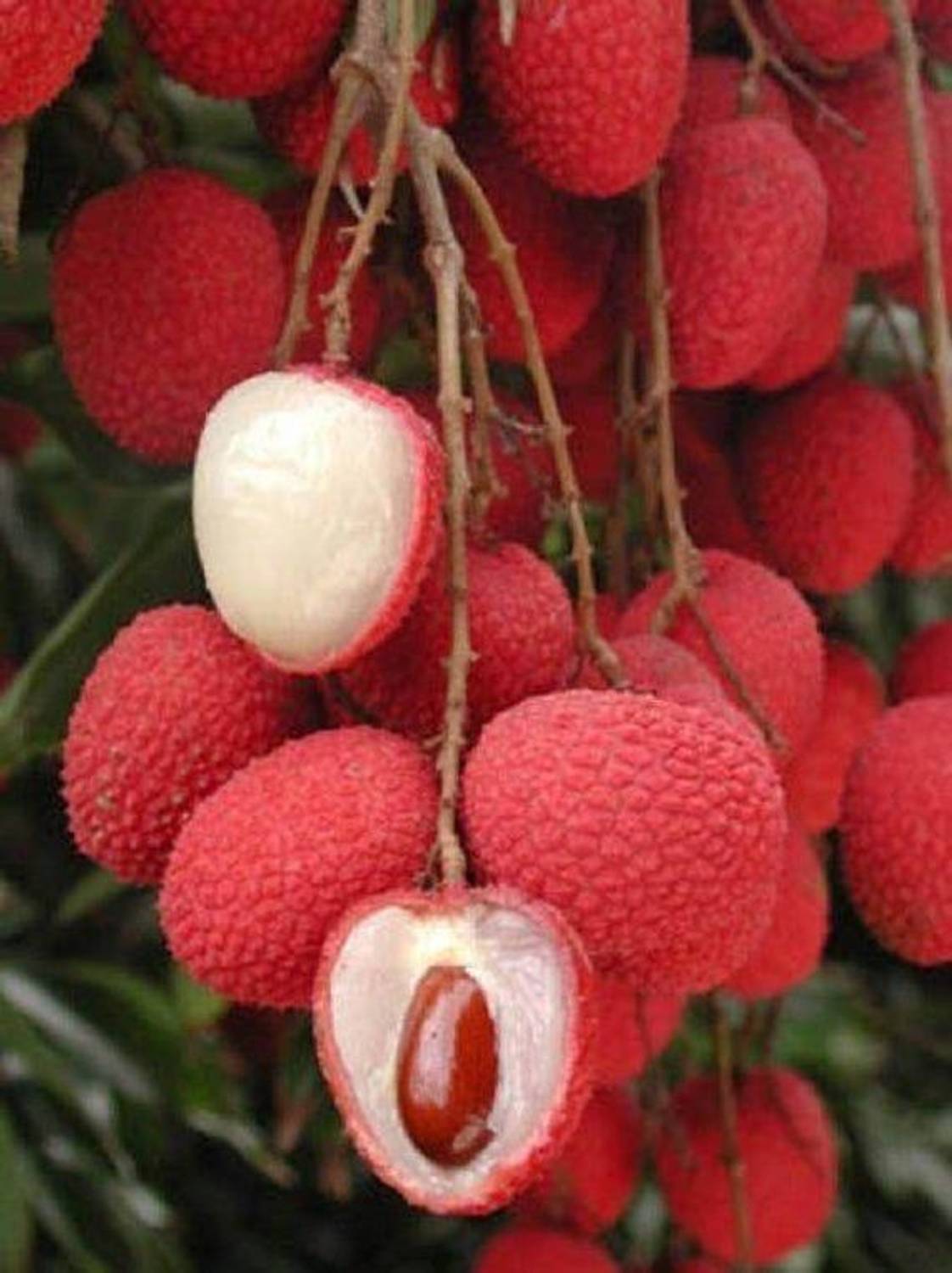 CARIBBEAN PREMIUM HYBRID LITCHI FRUIT (LYCHEE) Seed