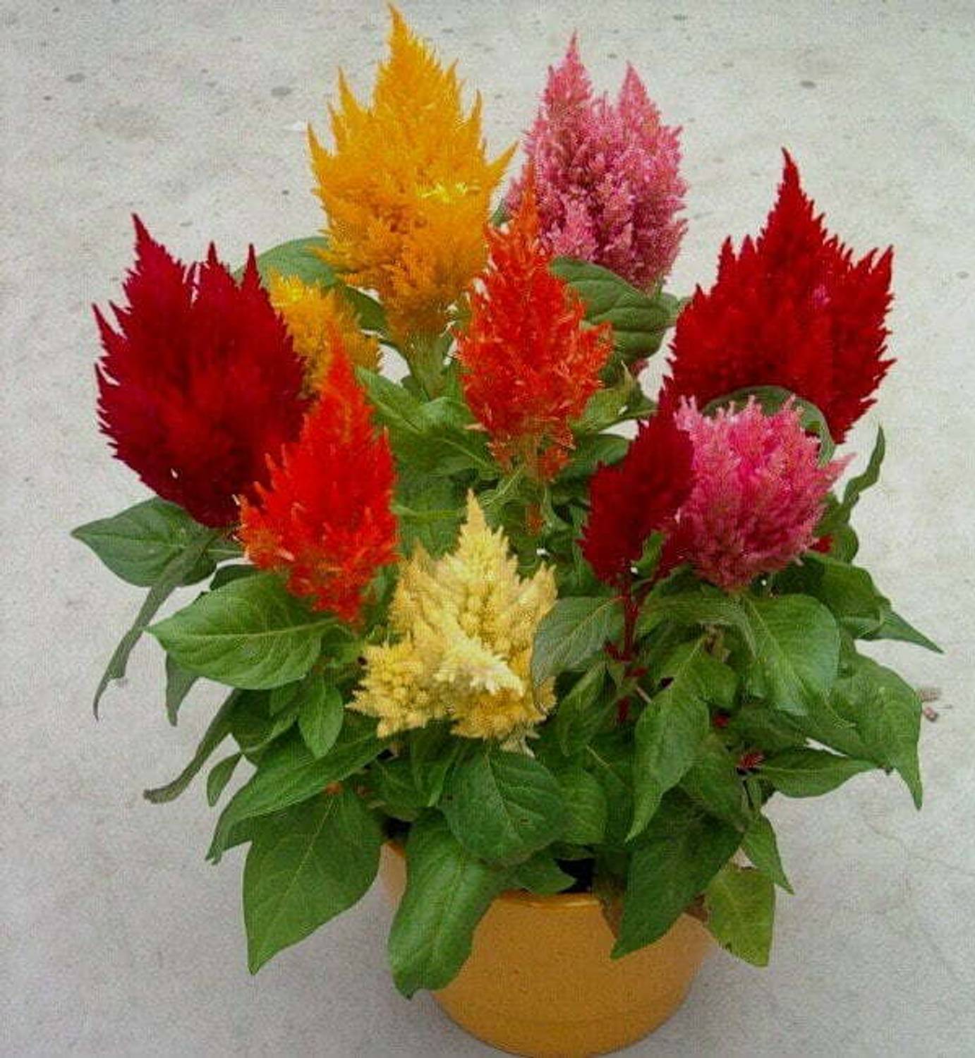 80-celosia-plumosa-cs-90-n60-